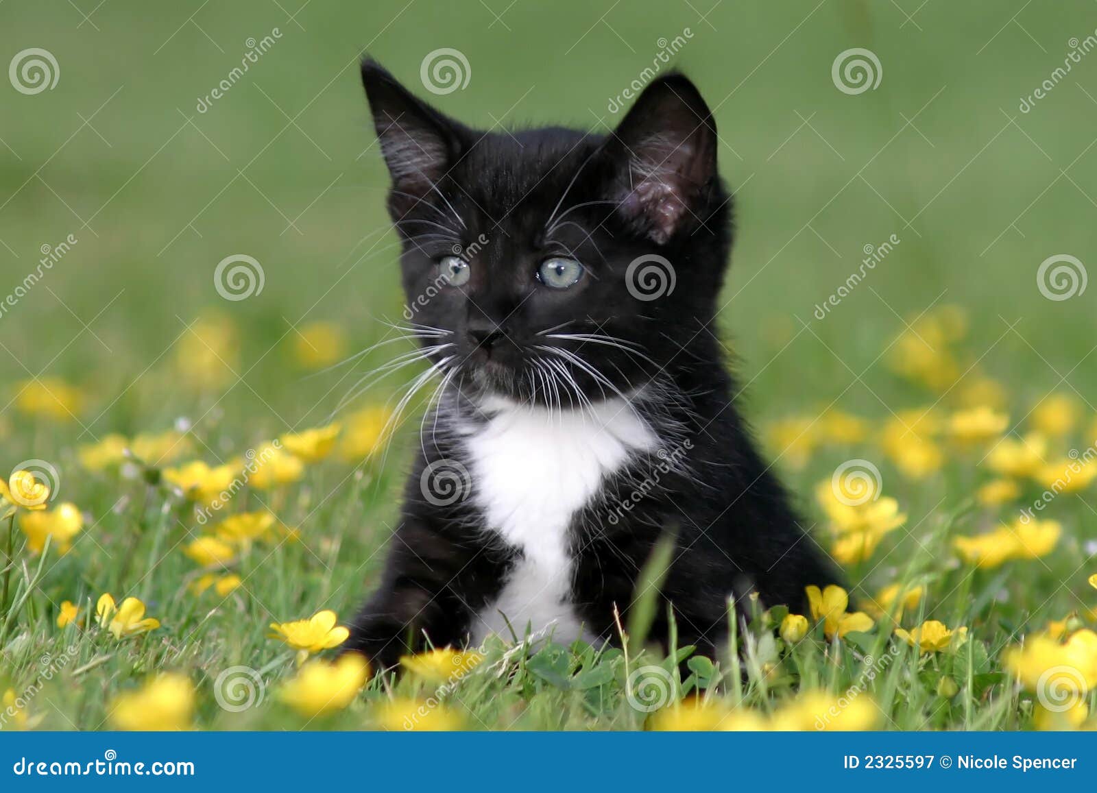 Кот лютик