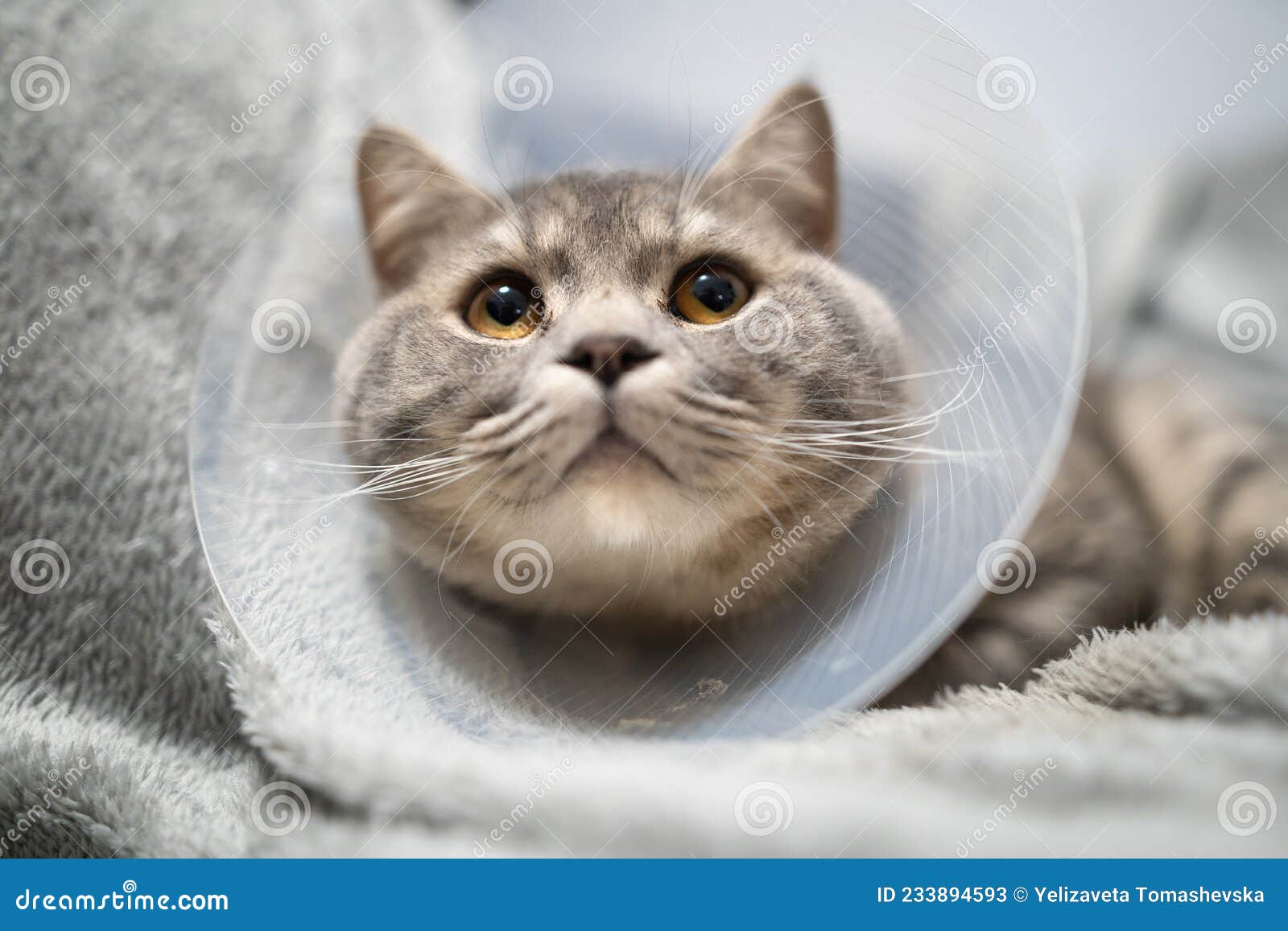 усталый котенок серый кошка прямолинейный порода отдыхает с ветеранным  конусом после операции дома на диване. животное Стоковое Изображение -  изображение насчитывающей ворот, серо: 233894593