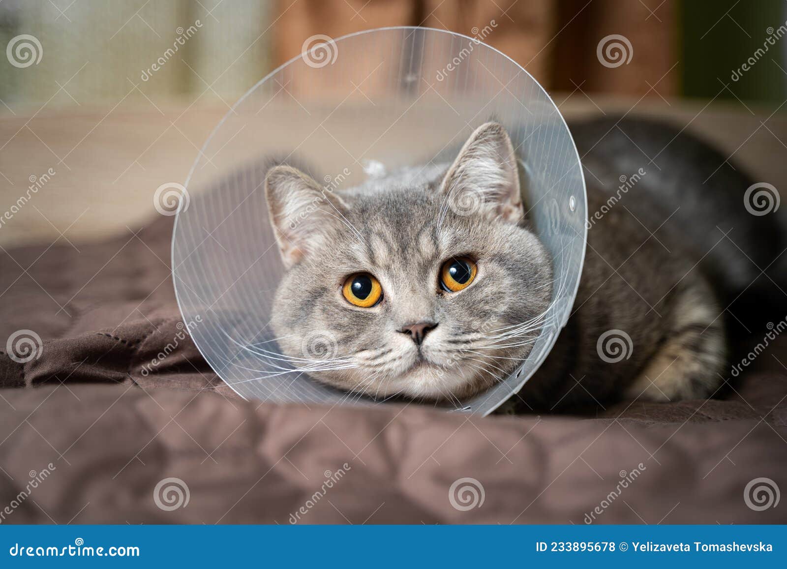 усталый котенок серый кошка прямолинейный порода отдыхает с ветеранным  конусом после операции дома на диване. животное Стоковое Фото - изображение  насчитывающей больно, елизаветинский: 233895678