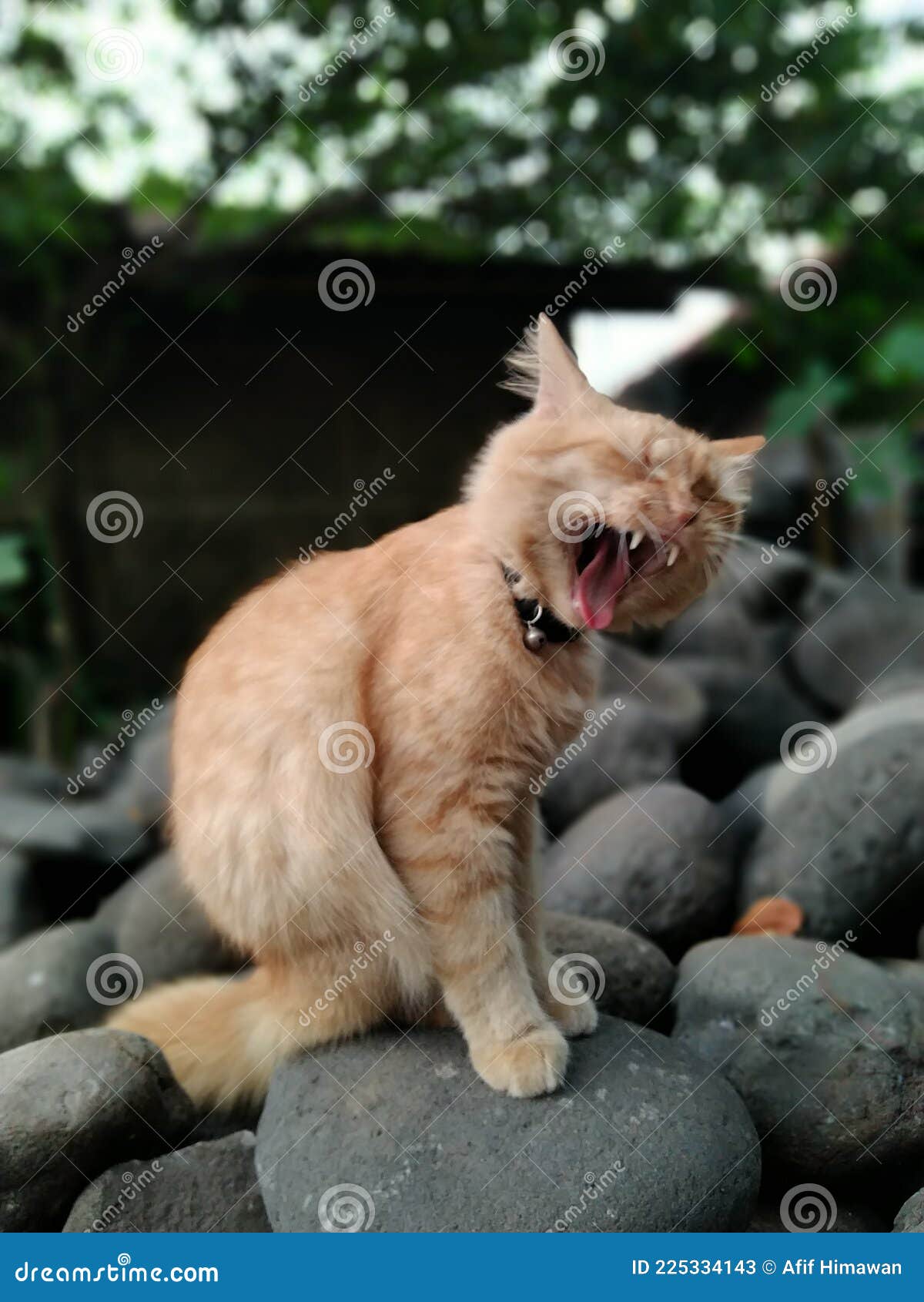 усталый кот зевает стоковое изображение. изображение насчитывающей мир -  225334143