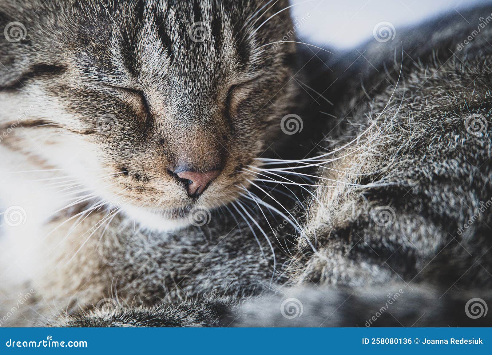 усталый седой кот в шкафу стоковое фото. изображение насчитывающей  прелестное - 258080136