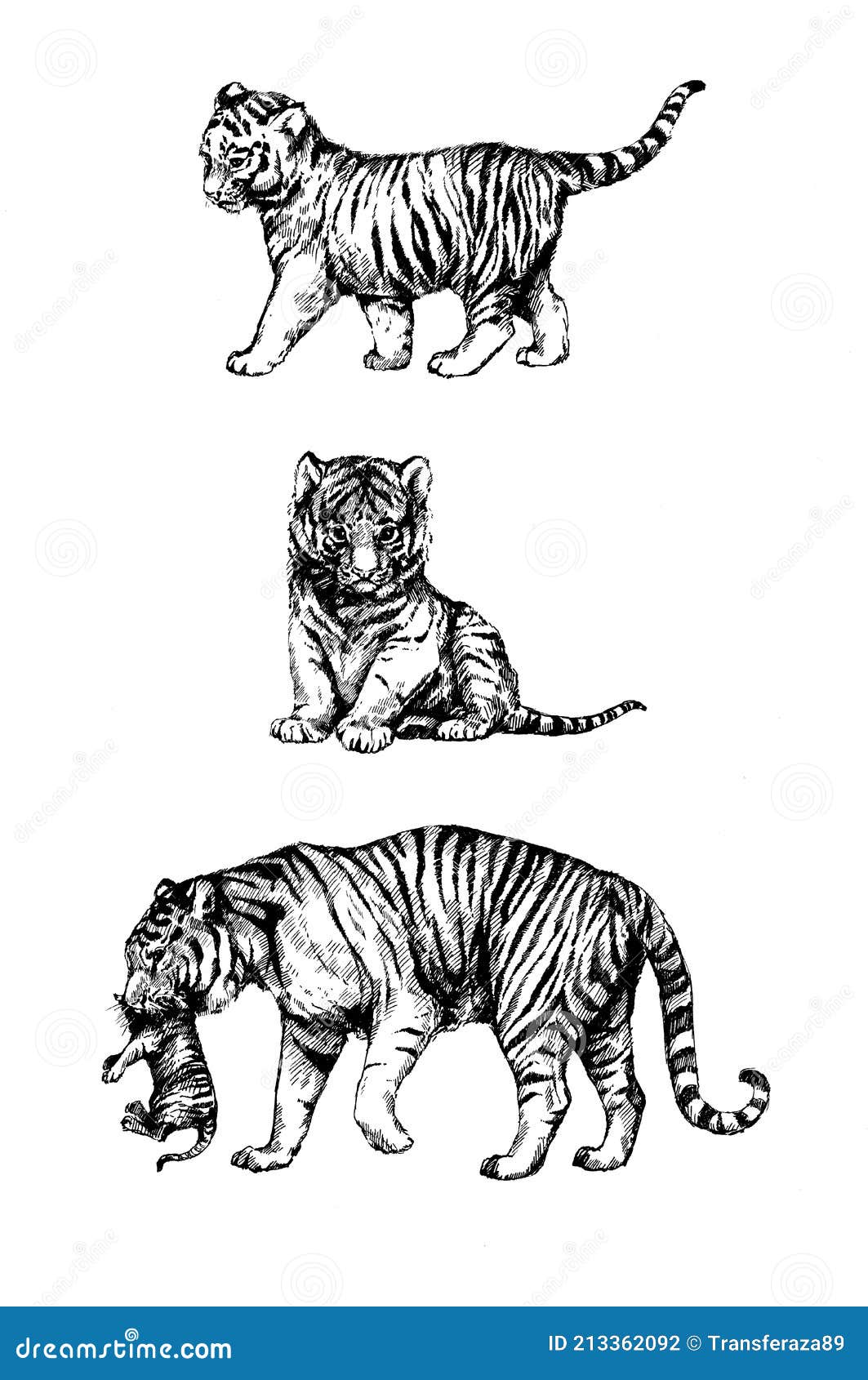 Установить дикий новичок тигра котенка тигрица иллюстрации кошек  Иллюстрация штока - иллюстрации насчитывающей усик, изображение: 213362092