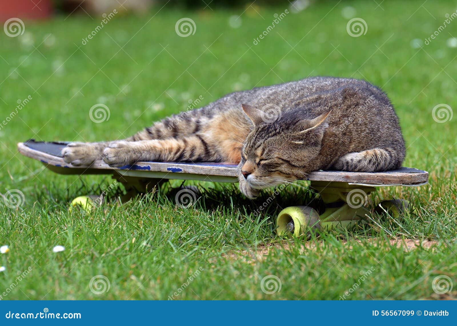 Котик на скейте