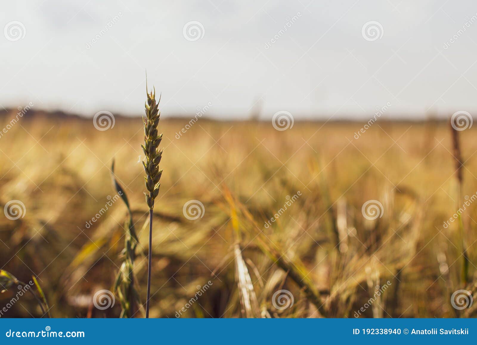Поле с рожью