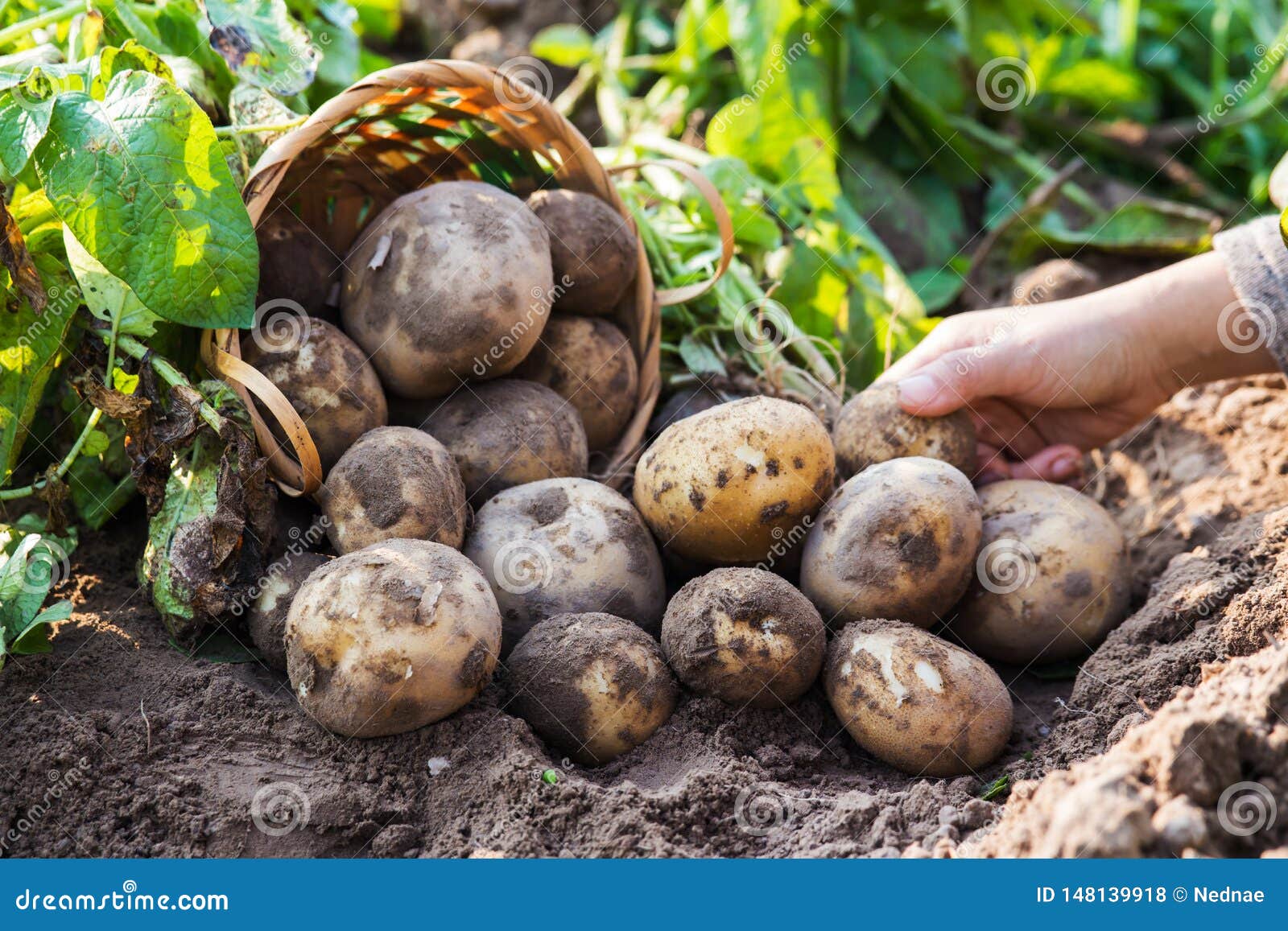 Чем обработать картофель от фитофторы перед посадкой. Фитофтора на картофеле. Фитофтороз картофеля фото. Картошка обыкновенная. Картофель семенной обработанный.