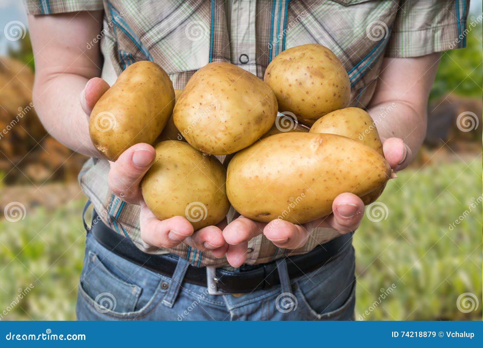 Картофель великан описание сорта. Картошка в руке. Фермер с картошкой. Урожай крупной картошки в руках.