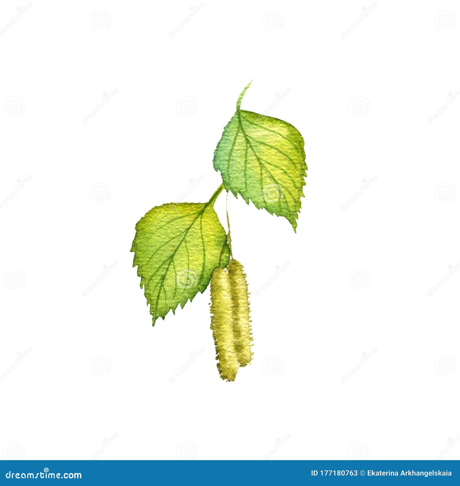 Филиал рисунка березы акварели. Иллюстрация штока - иллюстрации  насчитывающей листья, ботаническую: 177180763
