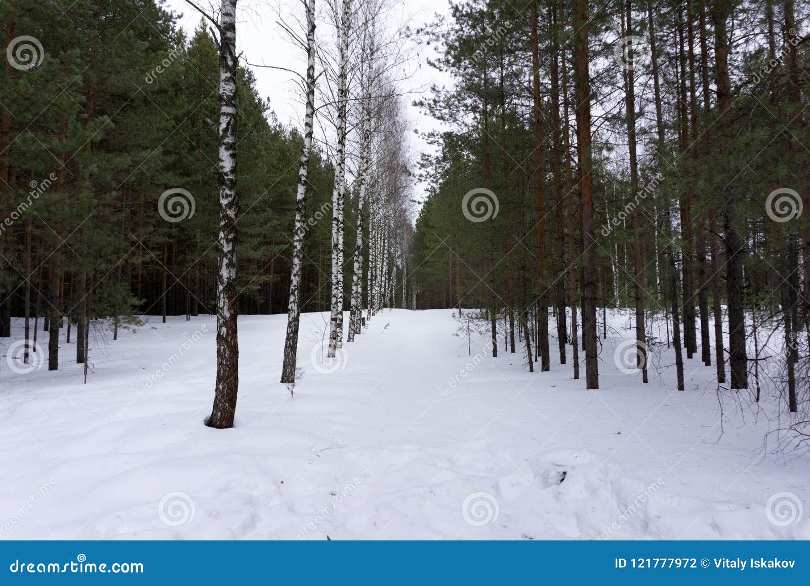 Фото Леса Инстаграм