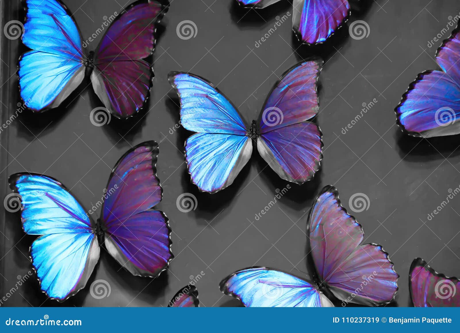 Фиолетовые бабочки на серой предпосылке Стоковое Изображение - изображение  насчитывающей цветок, желтый: 110237319
