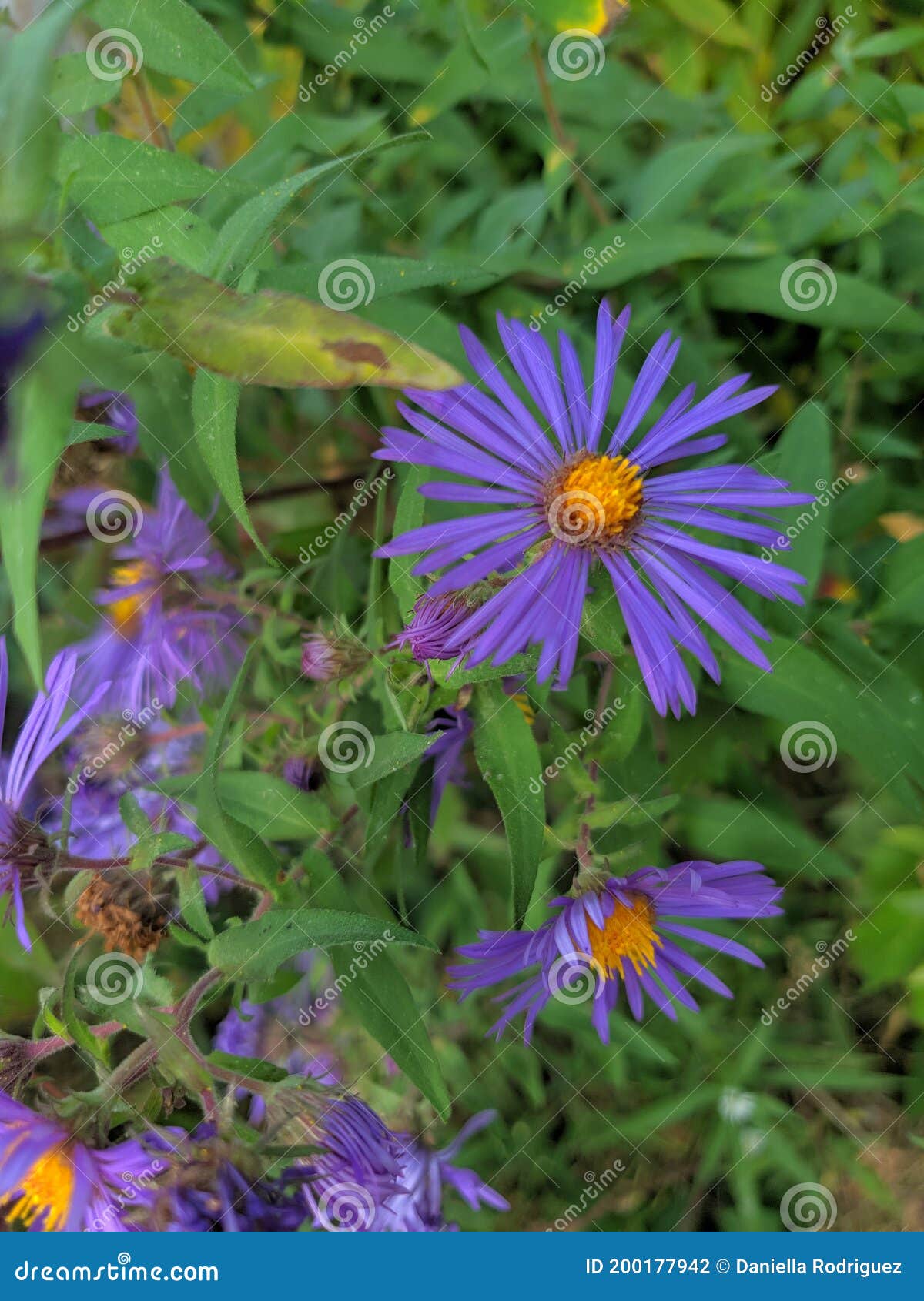 Фиолетовый цветок с тонкими лепестками-панелями. Стоковое Фото -изображение насчитывающей цветок, куст: 200177942