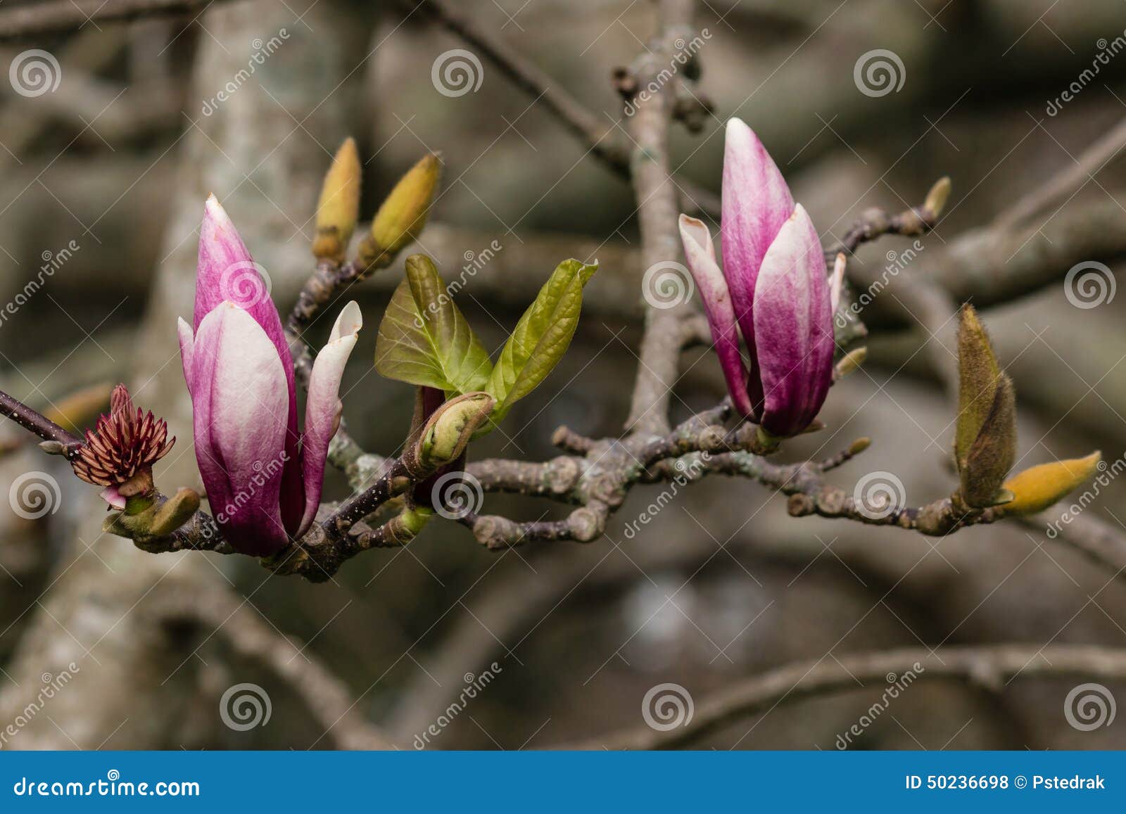 Магнолия Фото Листьев