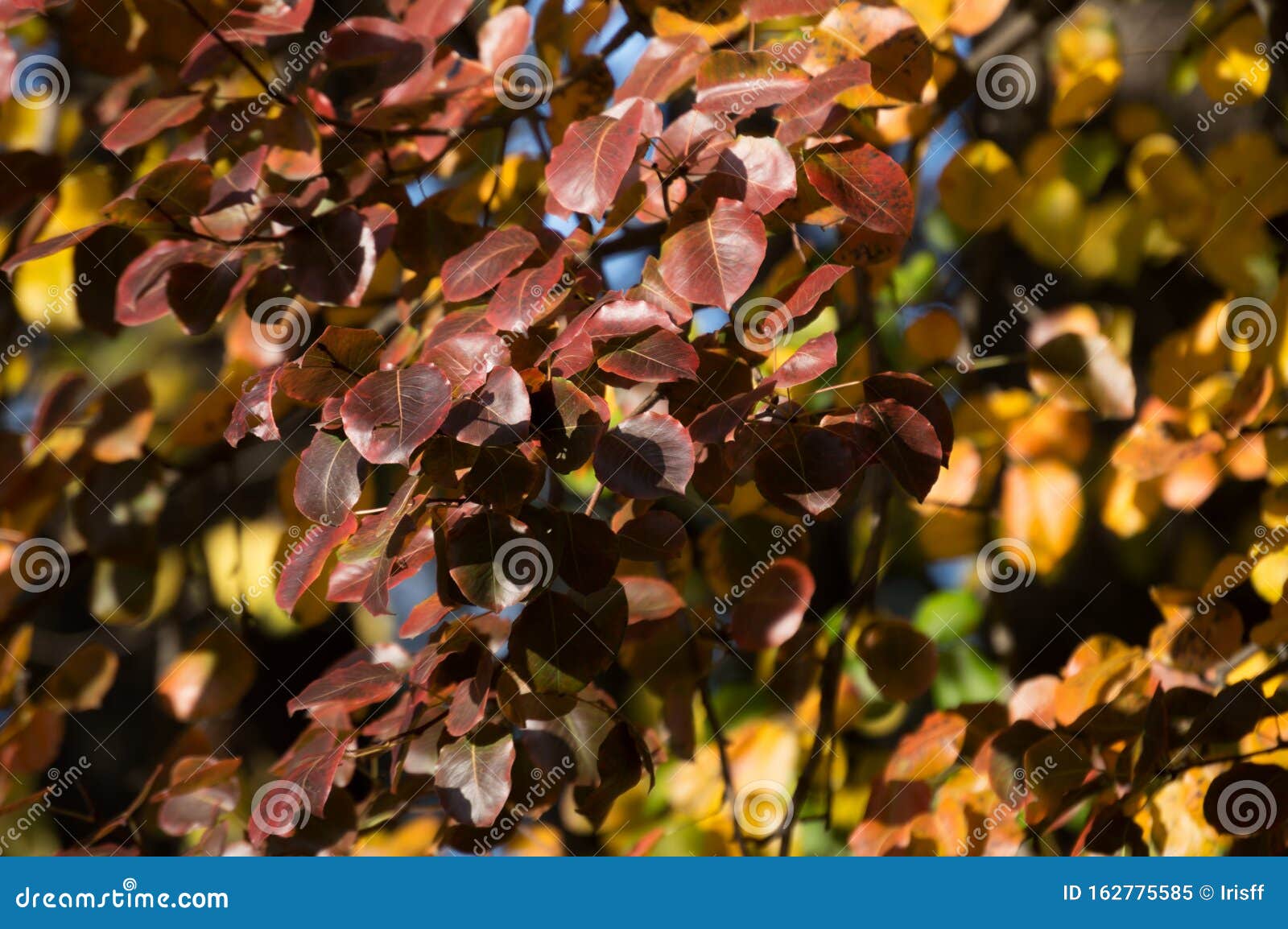 Листья Груши Осенью Фото