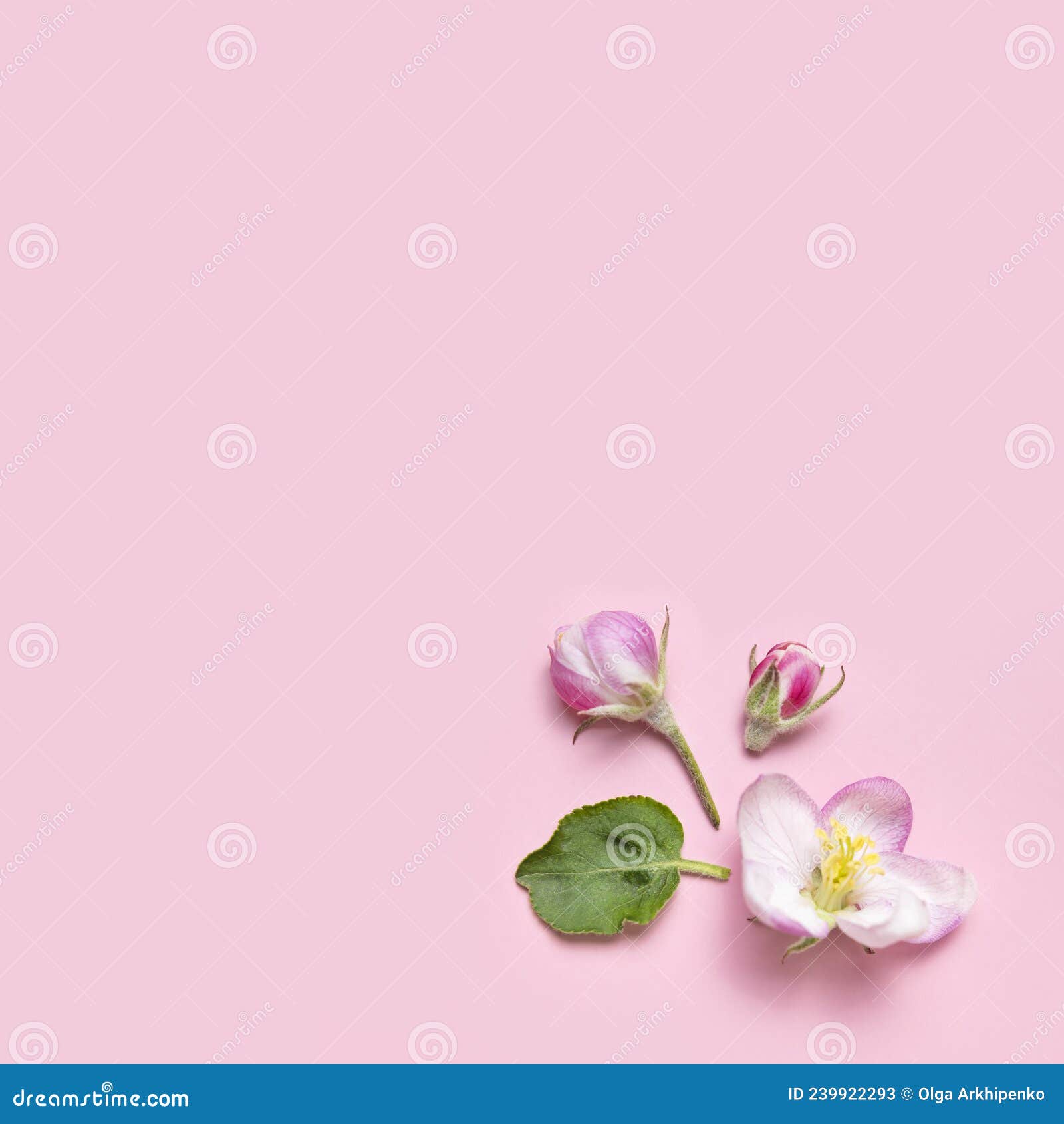 фон весной. красивый нежный свежий весенний цвет цветок зеленые листья  яблочного дерева на розовом фоне плоский вид сверху Стоковое Изображение -  изображение насчитывающей ново, природа: 239922293