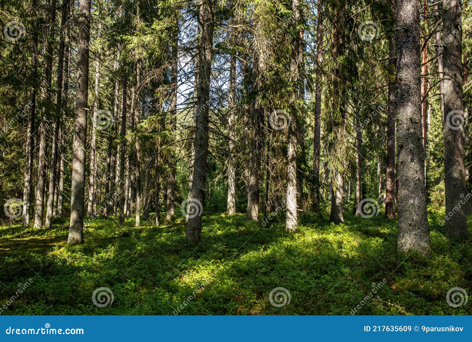 фон леса. вид на лес. стоковое изображение. изображение насчитывающей весна  - 217635609