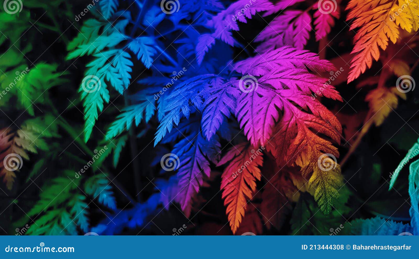 фон разноцветных листьев. стоковое фото. изображение насчитывающей природа  - 213444308