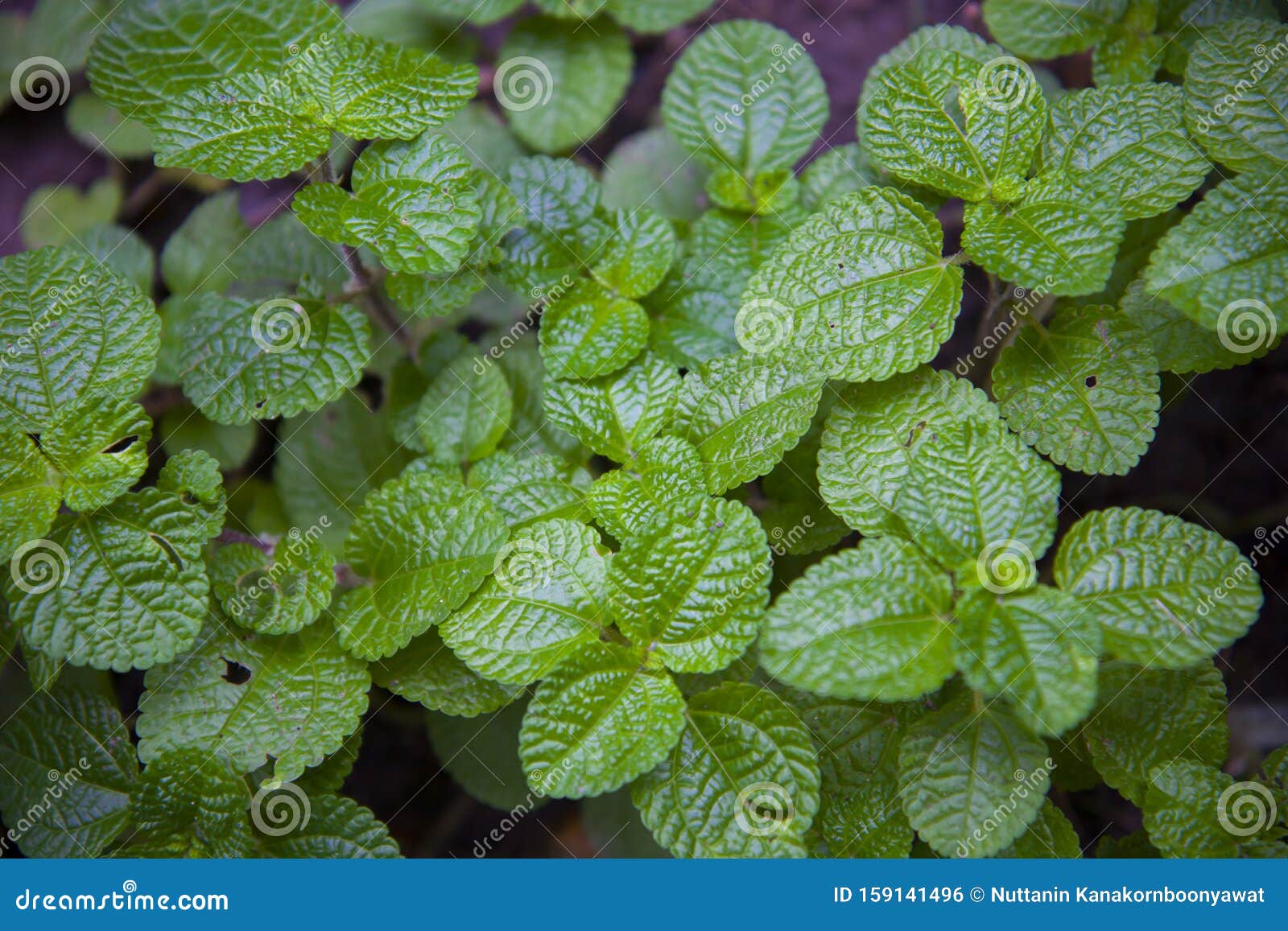 Фон растения зеленого пепперминта Цветные зеленые листья природы Стоковое  Фото - изображение насчитывающей листья, трава: 159141496