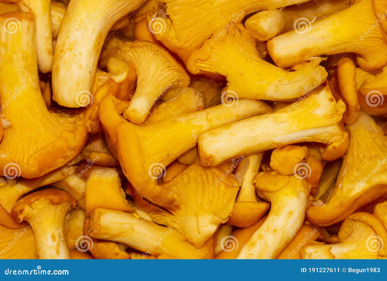 Фон с грибами лисички. стоковое изображение. изображение насчитывающей  свежесть - 191227611