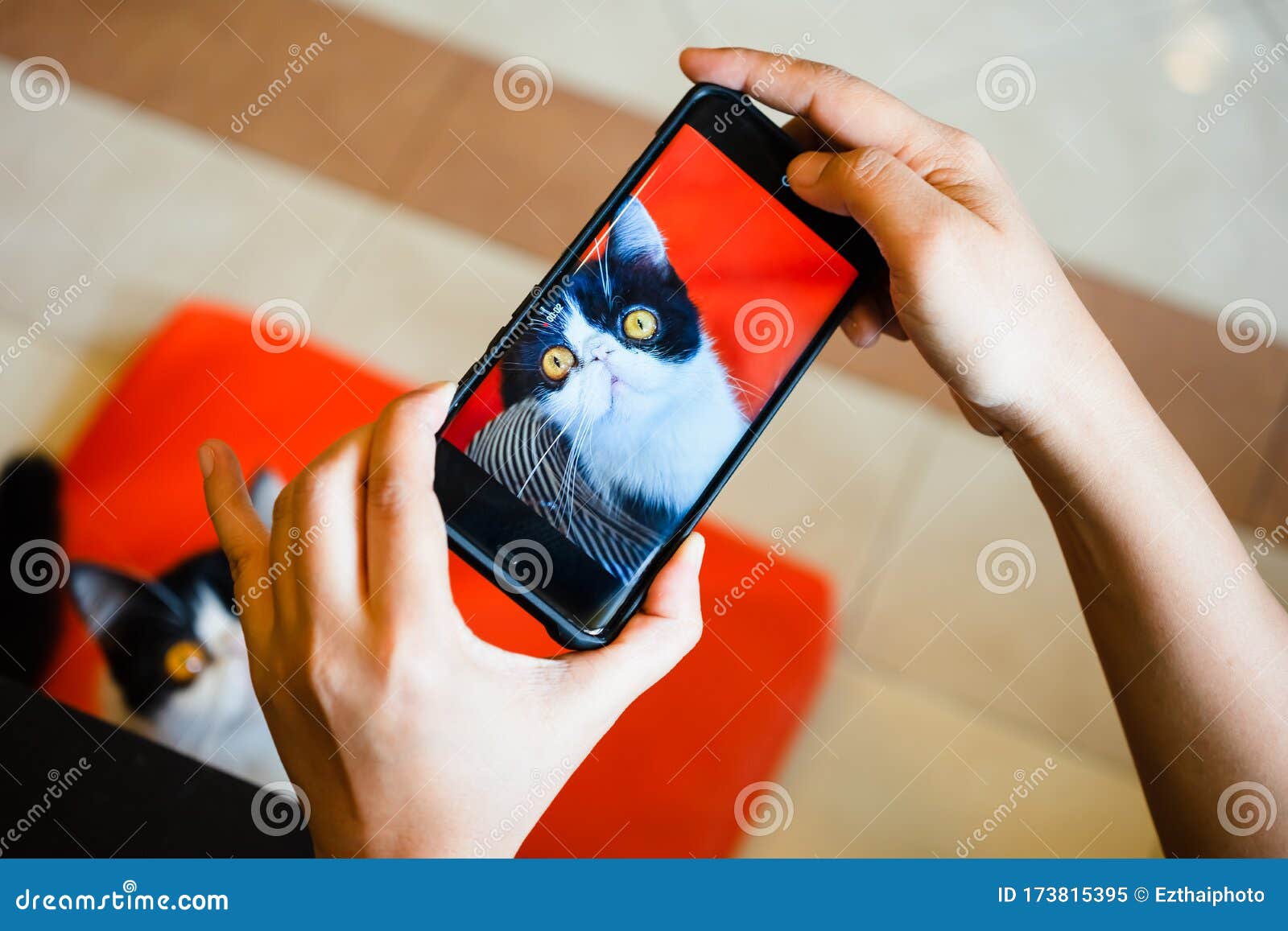 Фотографии захвата человека кота со смартфоном. Сделать фотографию на  камеру мобильного телефона. С помощью смартфона к Стоковое Изображение -  изображение насчитывающей рука, приятельство: 173815395