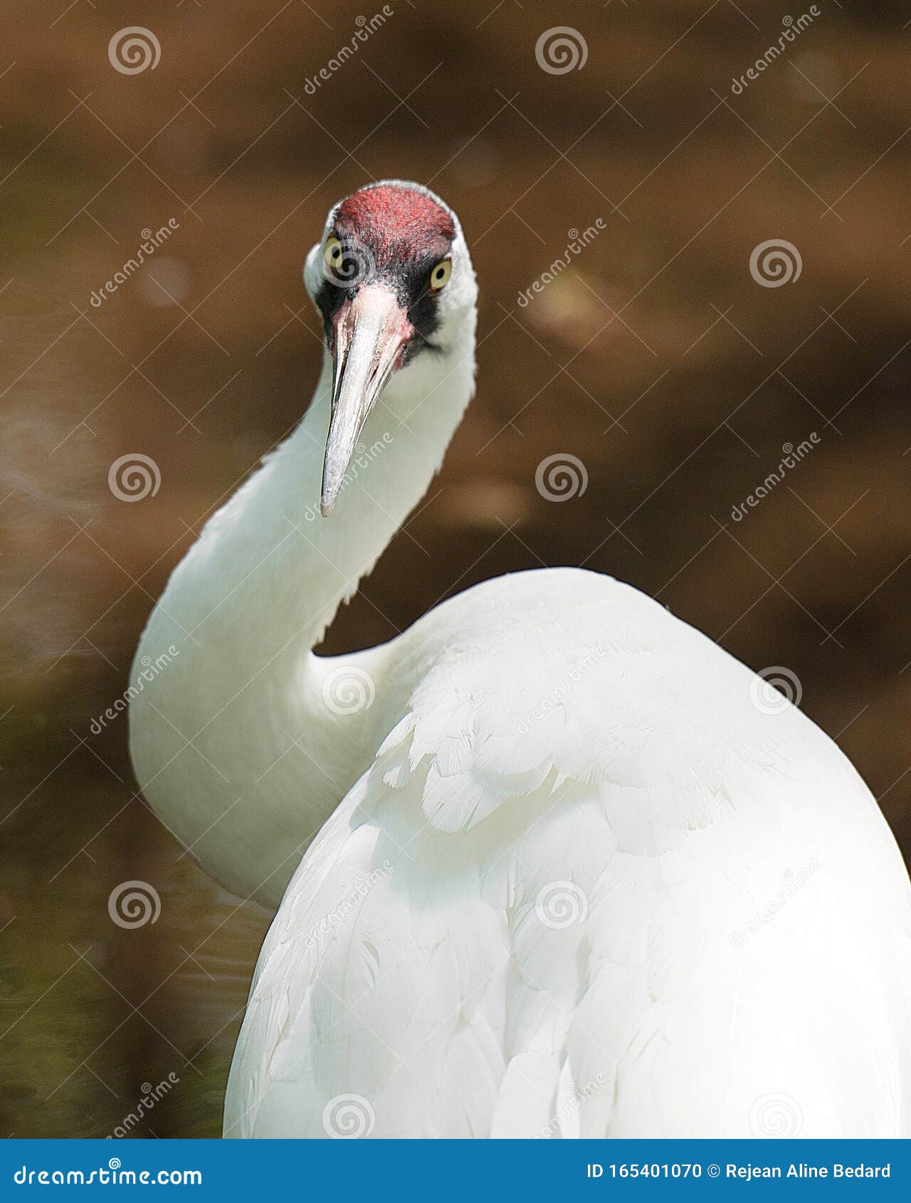 Журавль Фото Птицы Для Детей