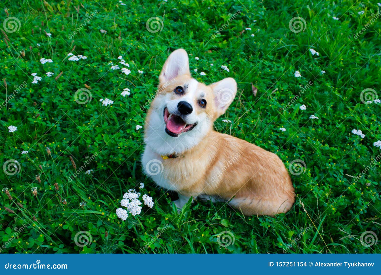 Фотография эмоциональной собаки Веселый и счастливый пес породил Welsh  Corgi Pembroke Стоковое Фото - изображение насчитывающей собака, корги:  157251154