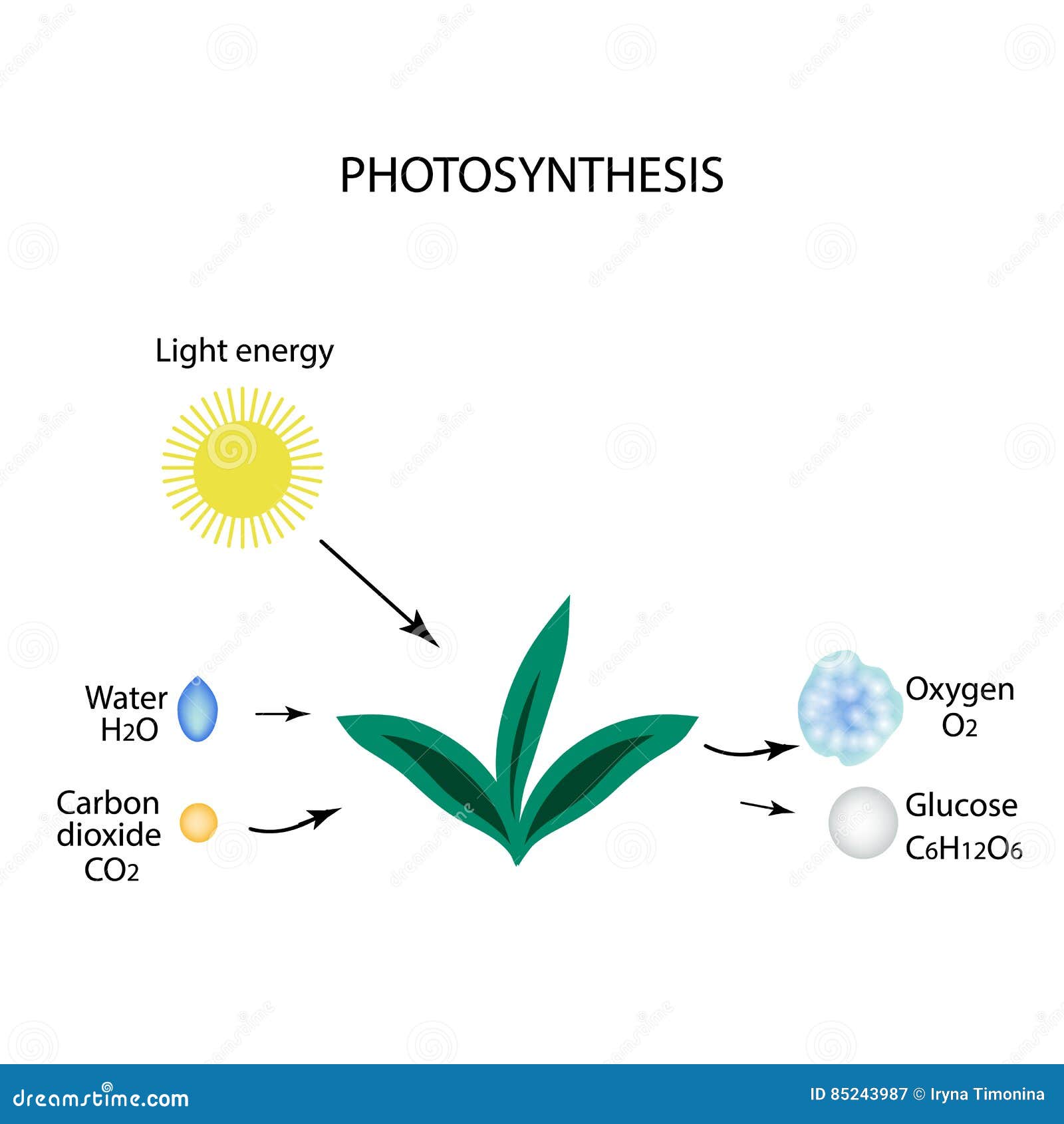 Глюкоза углерод вода. Фотосинтез инфографика. Фотосинтез Оксиген. Вода в фотосинтезе. Фотосинтез красивые картинки.