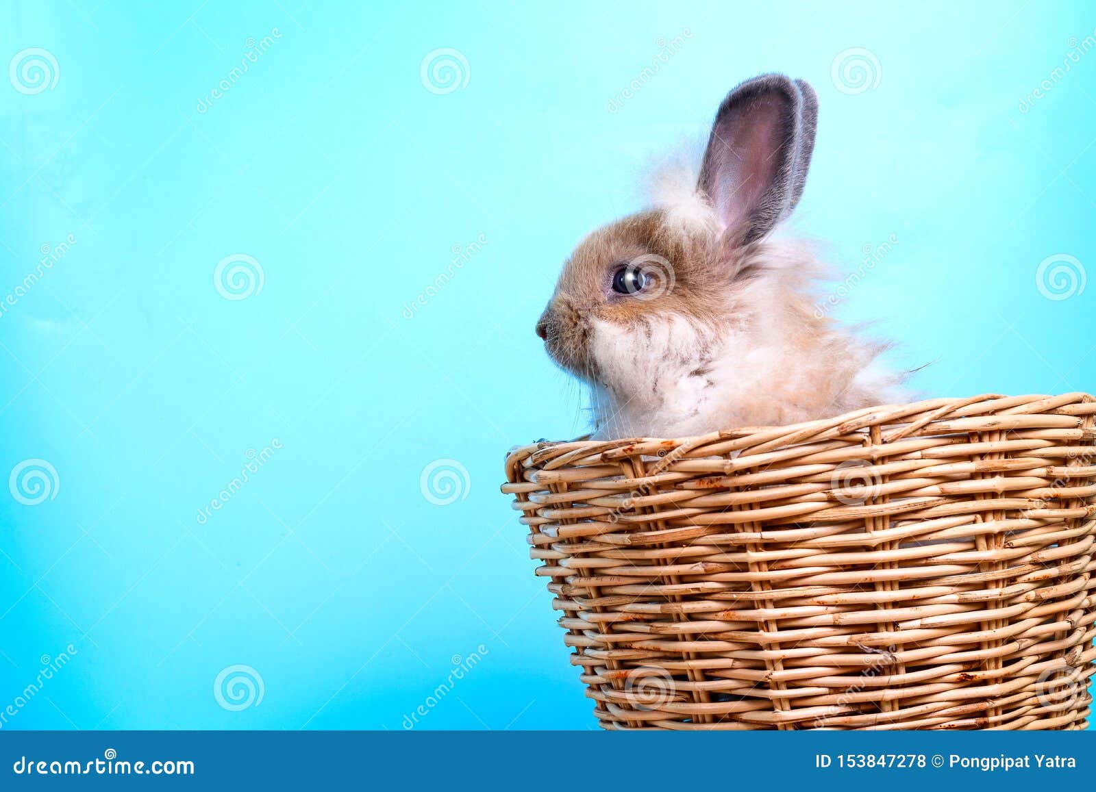 Фурри-кролик в корзине стоковое фото. изображение насчитывающей украшение - 153847278