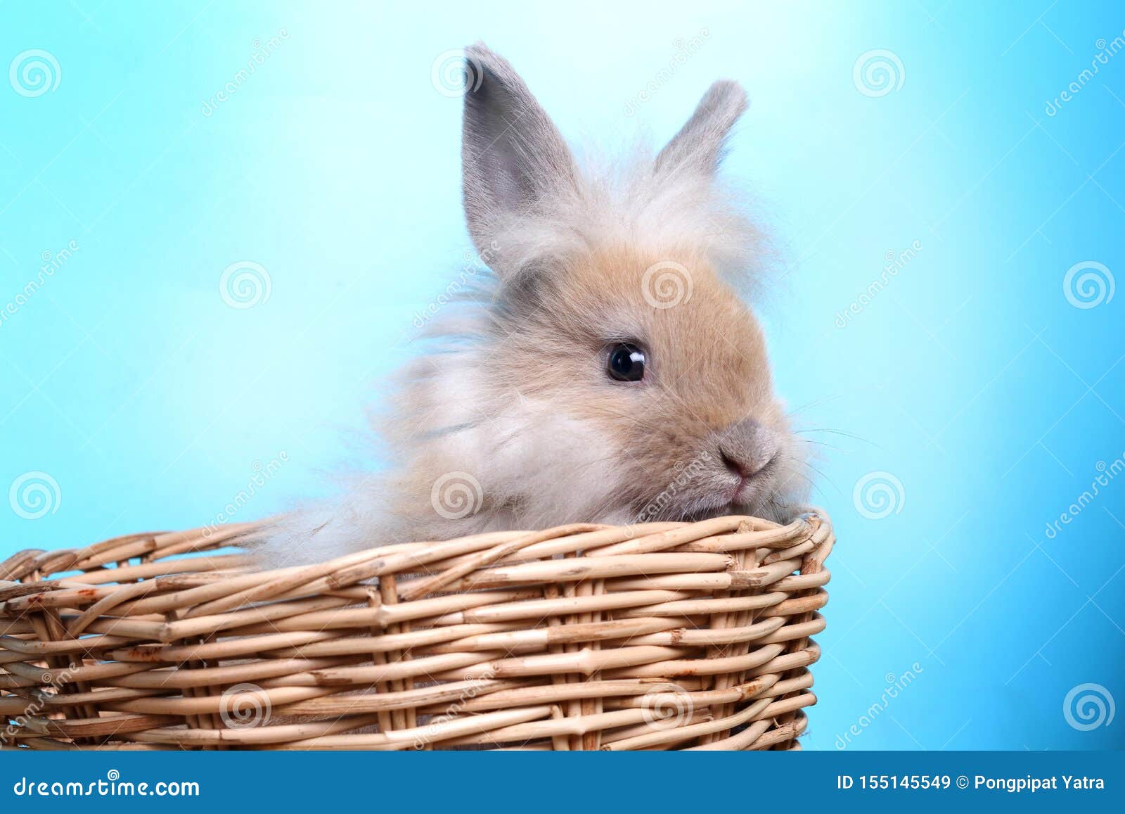 Фурри кролик в корзине, синий фон Стоковое Изображение - изображение насчитывающей бобра, немного: 155145549