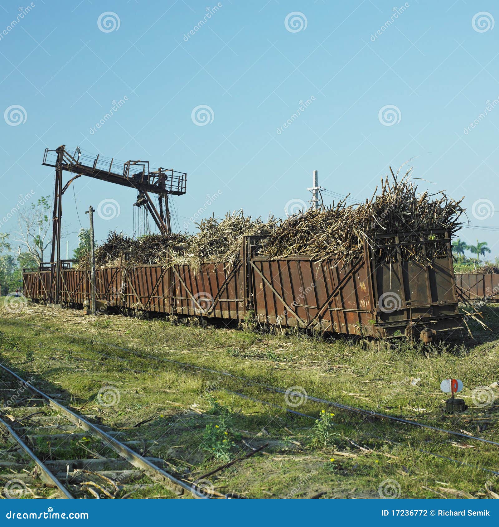 Фуры Сахара Тросточки Полные Стоковое Фото - Изображение.