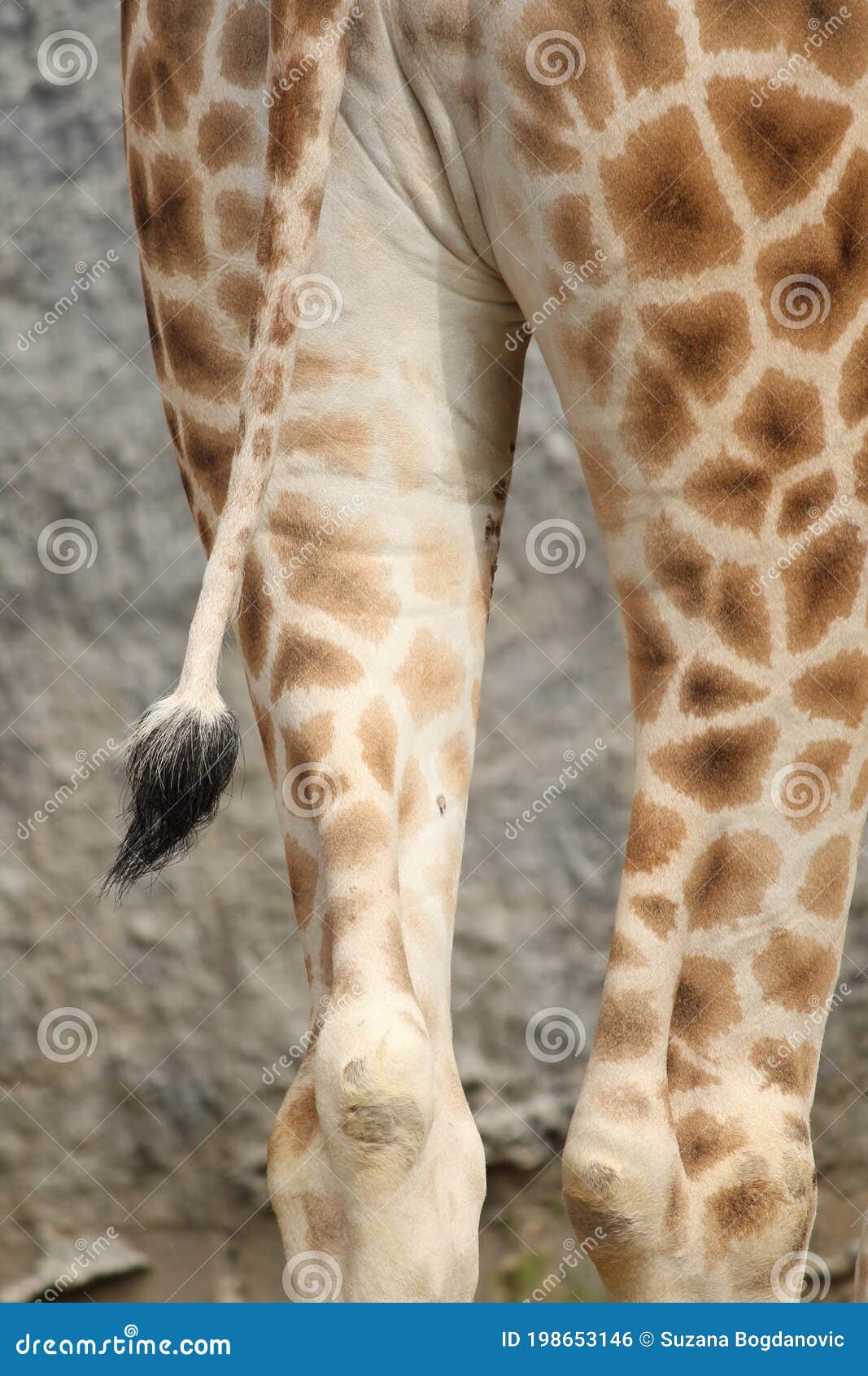 хвост жирафа