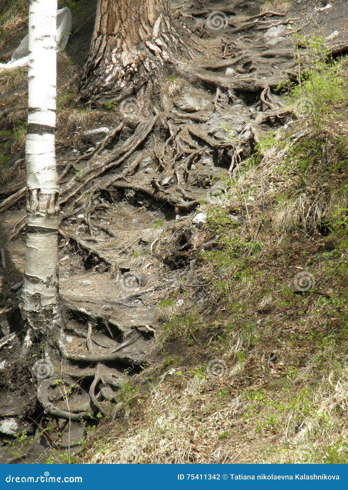 Корни березы