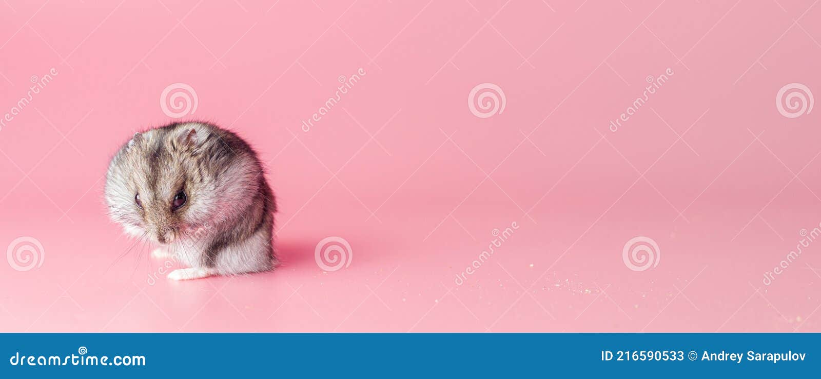 хомяк джунгарик злой вероломный на розовом фоне копировать пространство  Стоковое Изображение - изображение насчитывающей шерсть, урок: 216590533