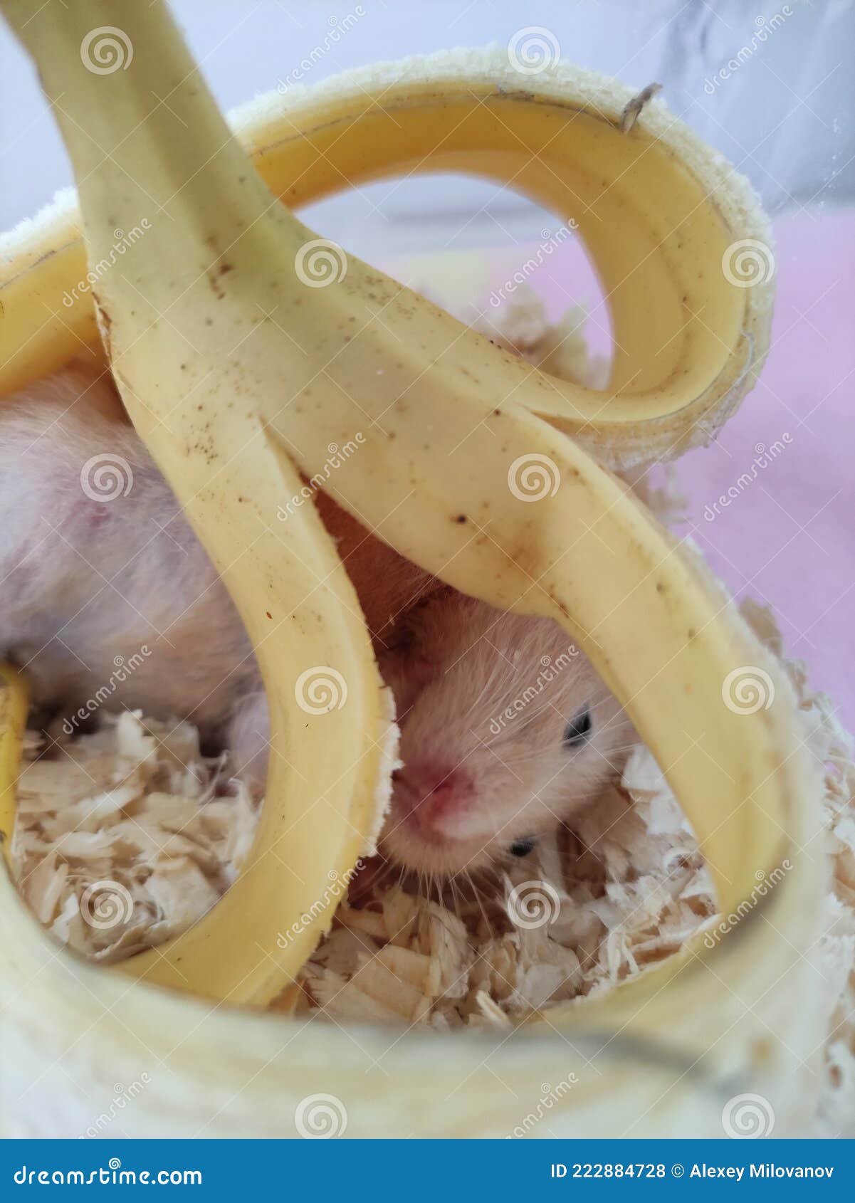 хомяк едят банан и лежат под бананом Стоковое Фото - изображение  насчитывающей смешно, волосы: 222884728