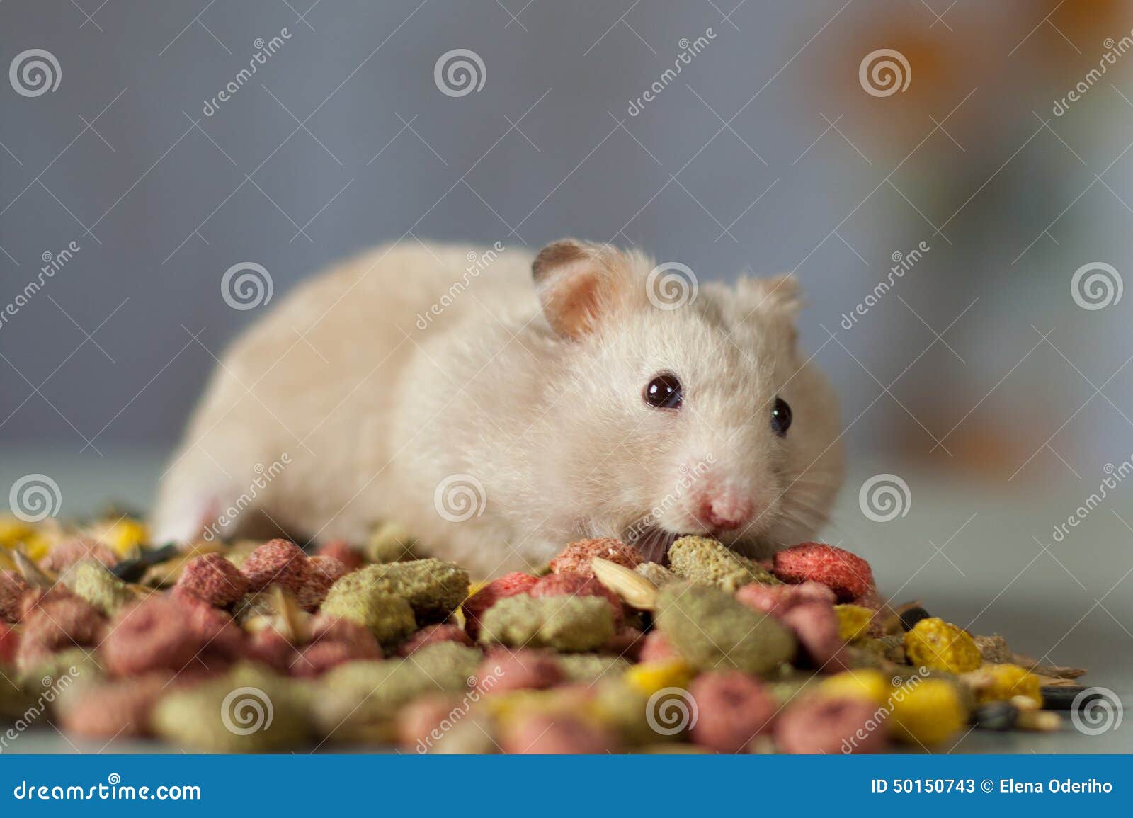 хомяк. хомяк и картошка. картофель для хомяков. хомяк который ест картошку. хомяк из картошки.