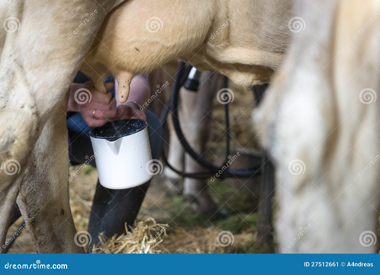 Теленок не пьет что делать. Отучить теленка от вымени коровы. Теленок пьет молоко у коровы.