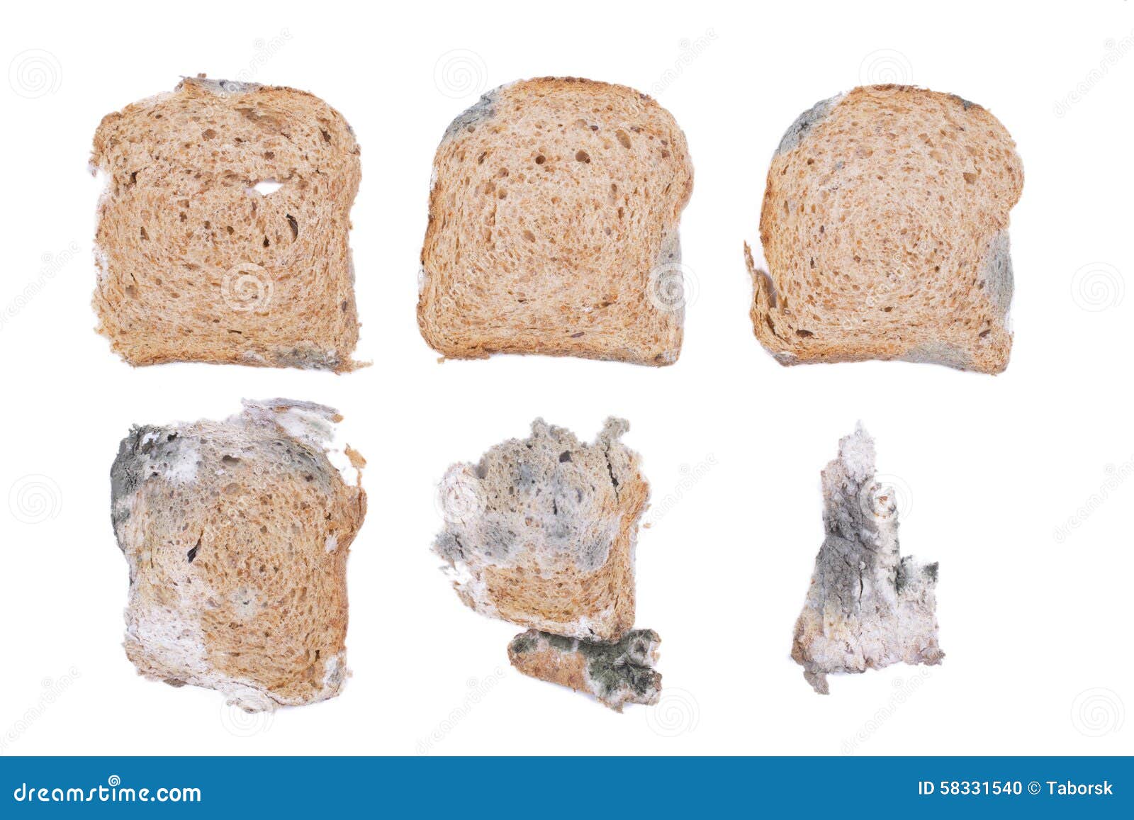 Проект плесень на хлебе 5 класс