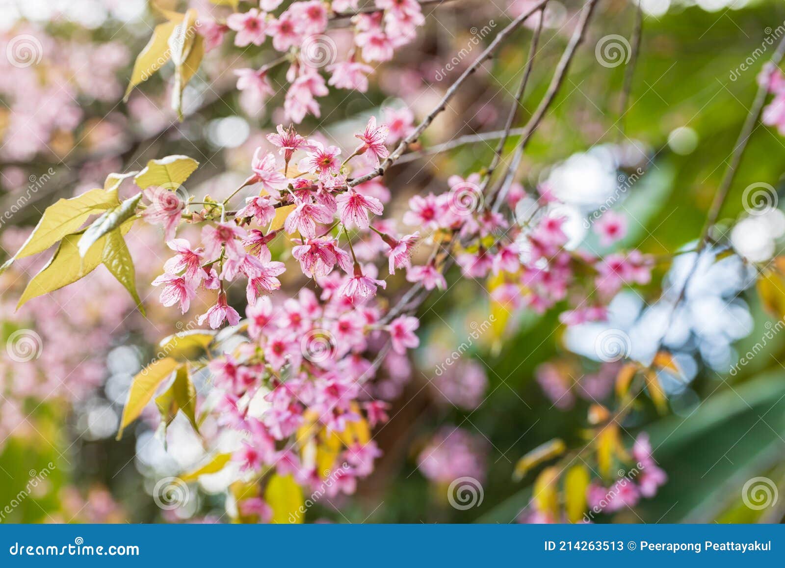 цветение сакуры и обои сакуры Стоковое Изображение - изображение  насчитывающей обои, художничества: 214263513