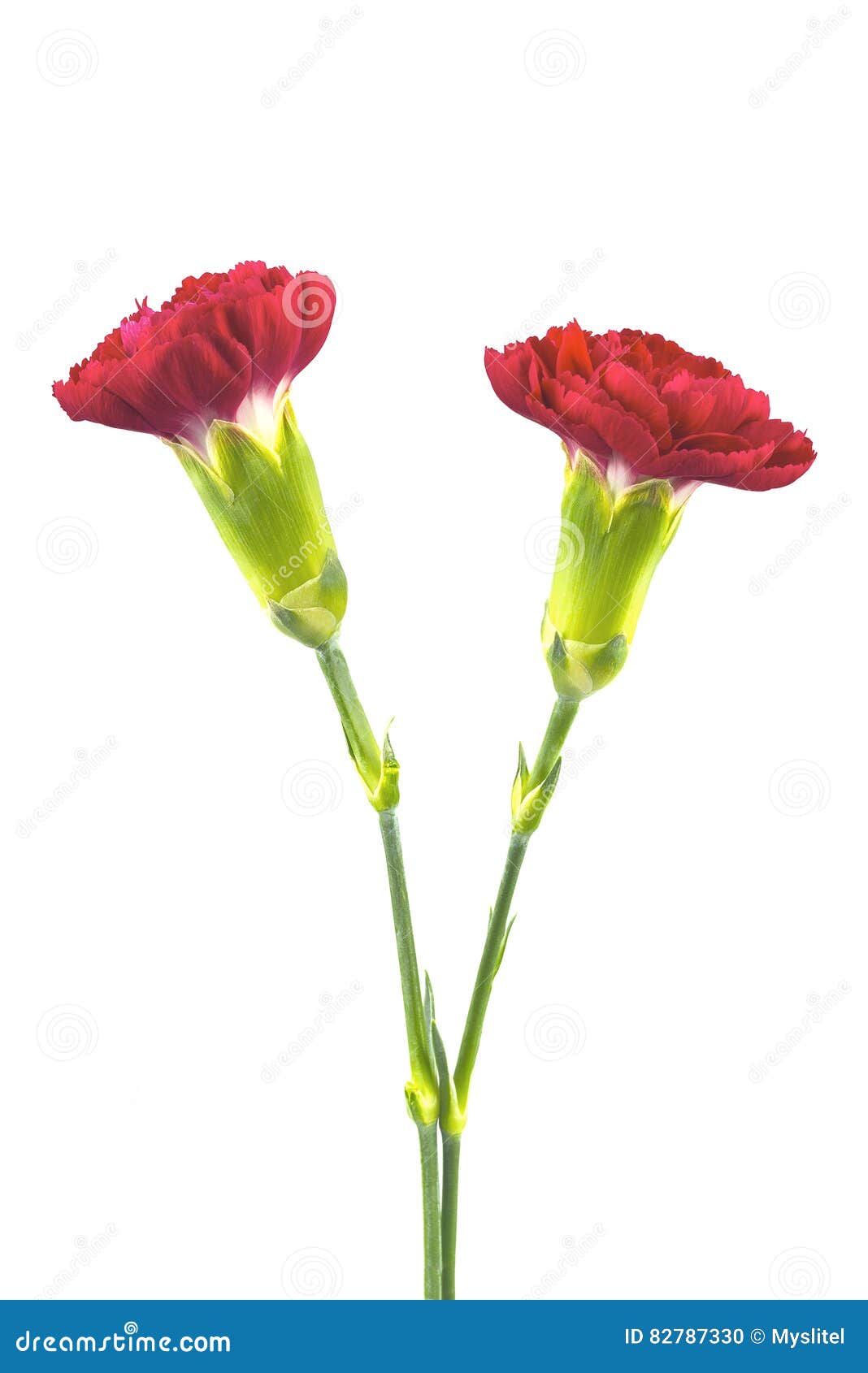 Два Цветка Фото