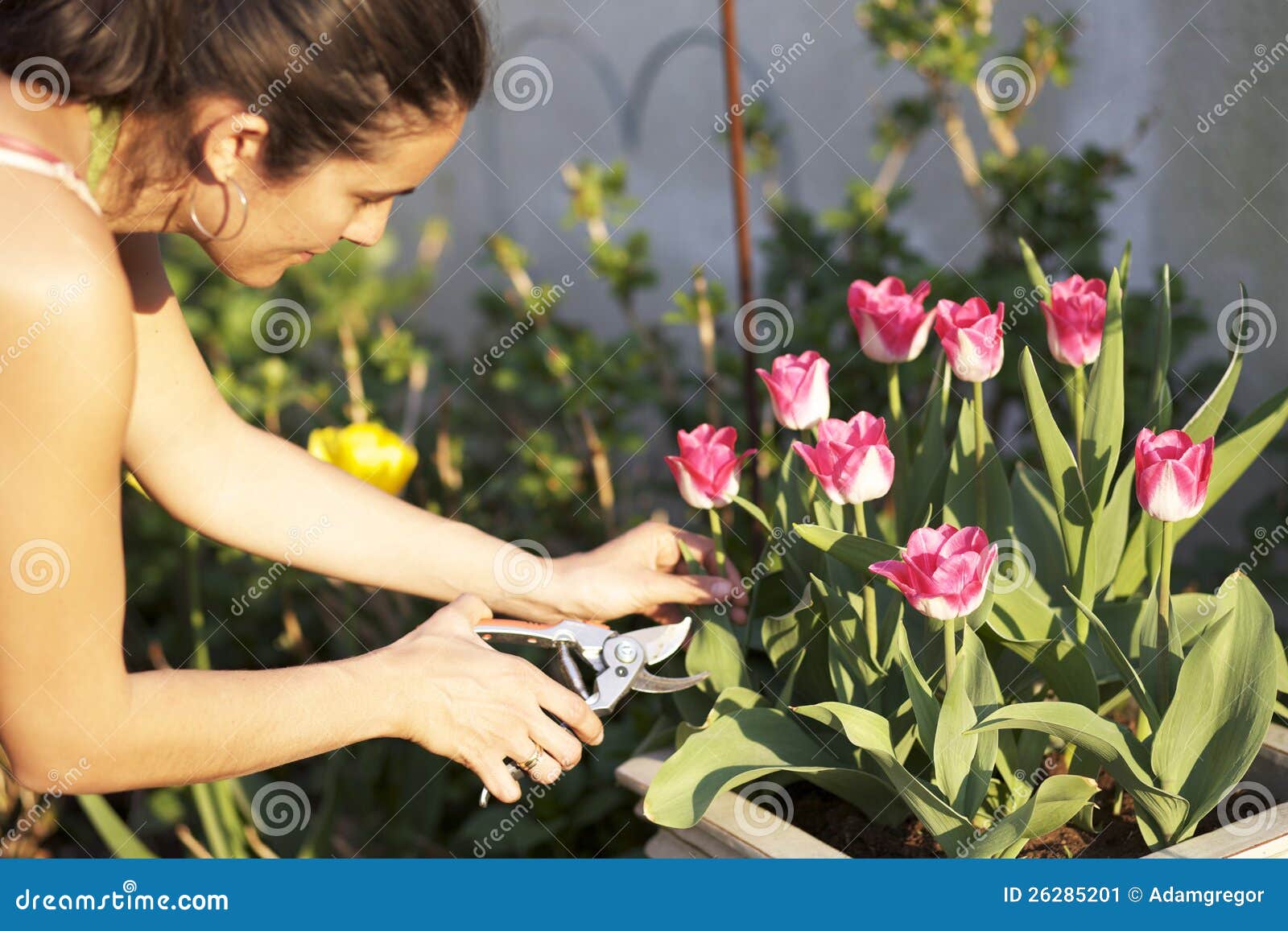 Нужно ли подрезать тюльпаны в вазе. Девушка срезает цветы. Девушка срезает цветы в саду. Срезает тюльпаны в саду. Тюльпан садовник.