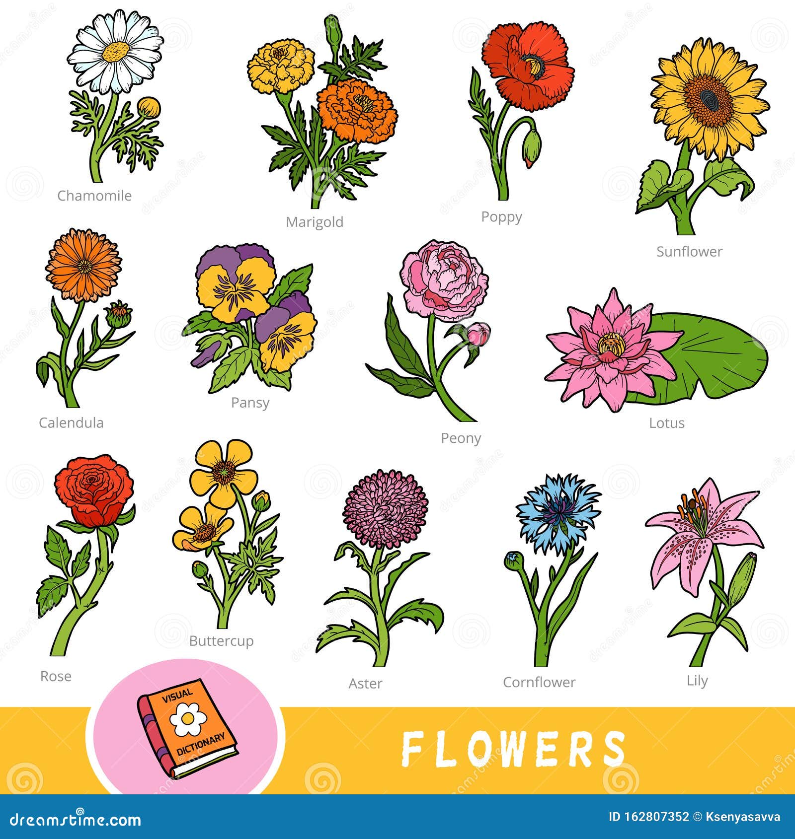 Cvetnoj nabor cvetov nabor predmetov prirody s imenami na anglijskom yazyke...