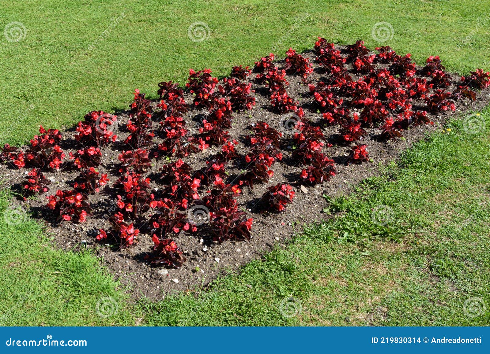 цветные красные растения бегония в прямоугольной клумбе Стоковое Фото - изображение насчитывающей природа, культивирование: 219830314