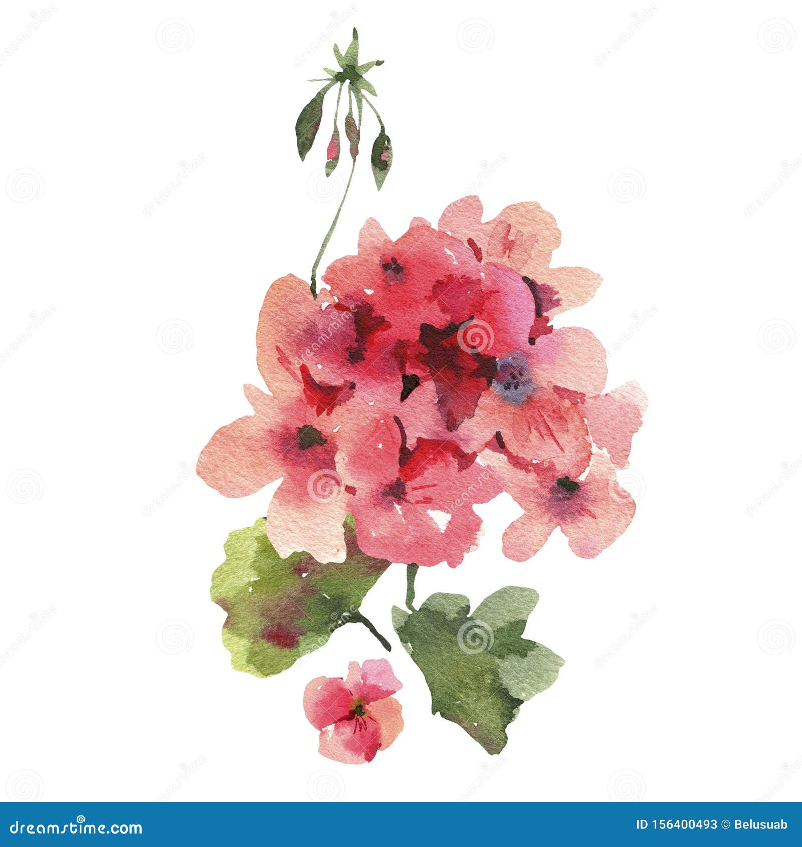 Цветок воды, Гераний, Пеларгониум, Красные цветы, Естественныйизолированный рисунок Иллюстрация штока - иллюстрации насчитывающей цветок,ботаническую: 156400493