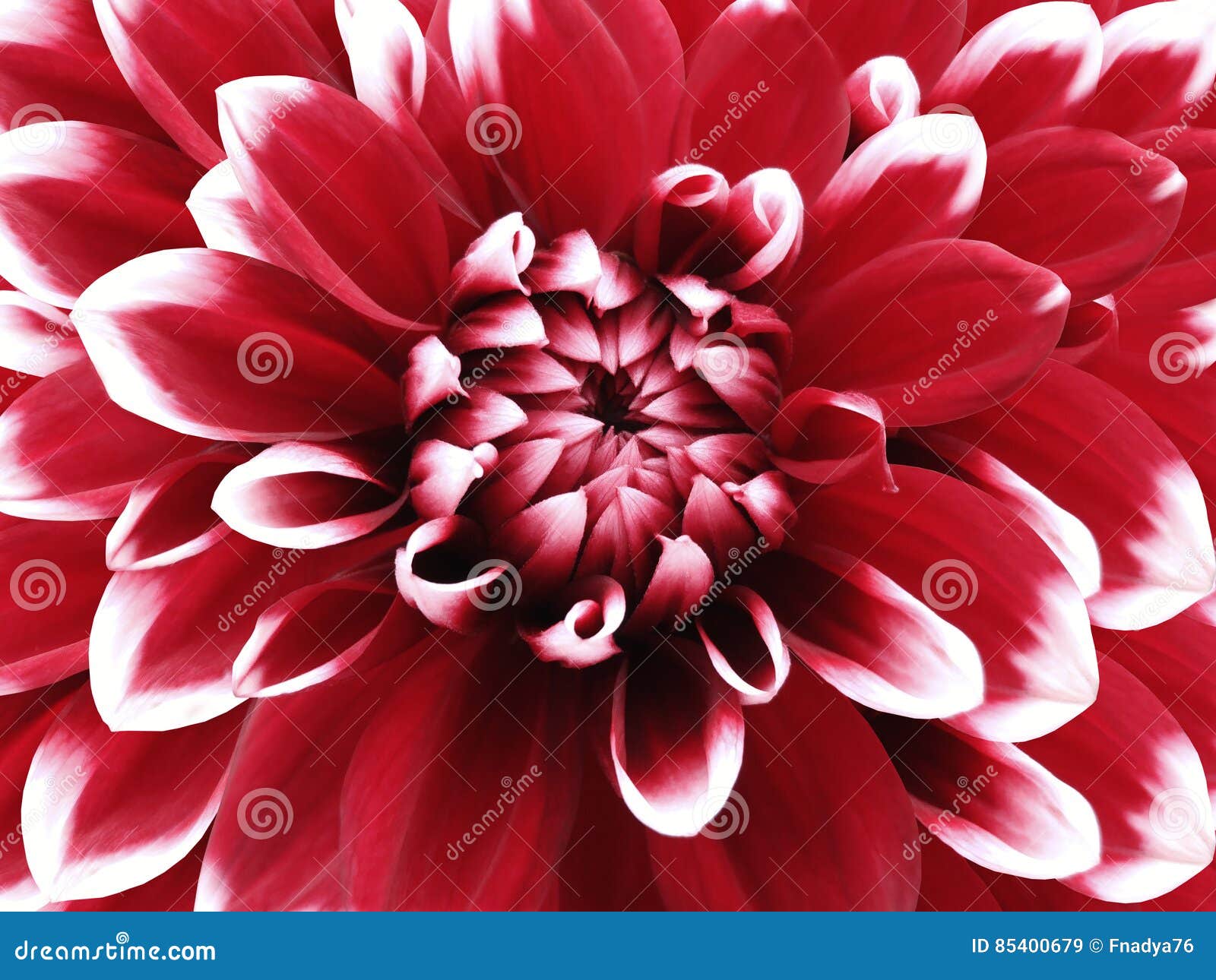 Цветок георгина красно-белый Closeup Пестрый большой цветок Предпосылка от  цветка Стоковое Изображение - изображение насчитывающей дом, печать:  85400679