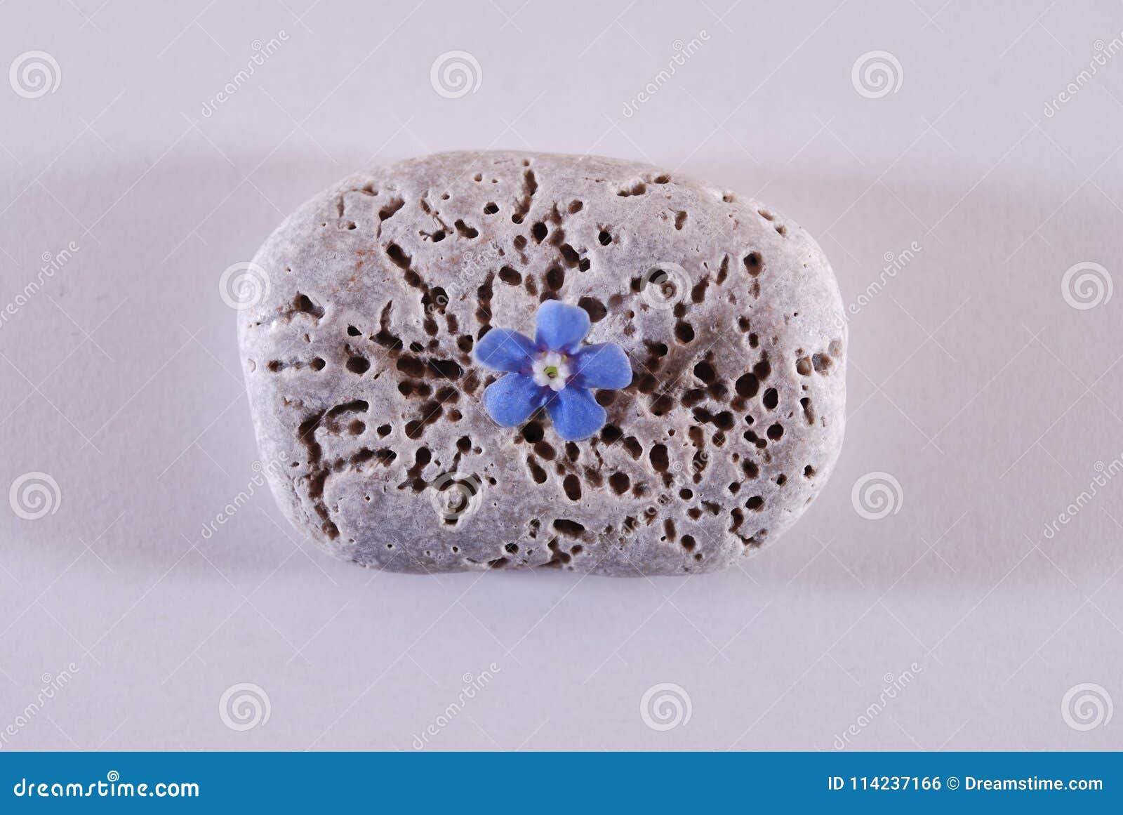 Petal stone. Petal-Stone модель. Flowers and Stones @Petal-Stone. Petal Stone 257. Petal Stone 379.