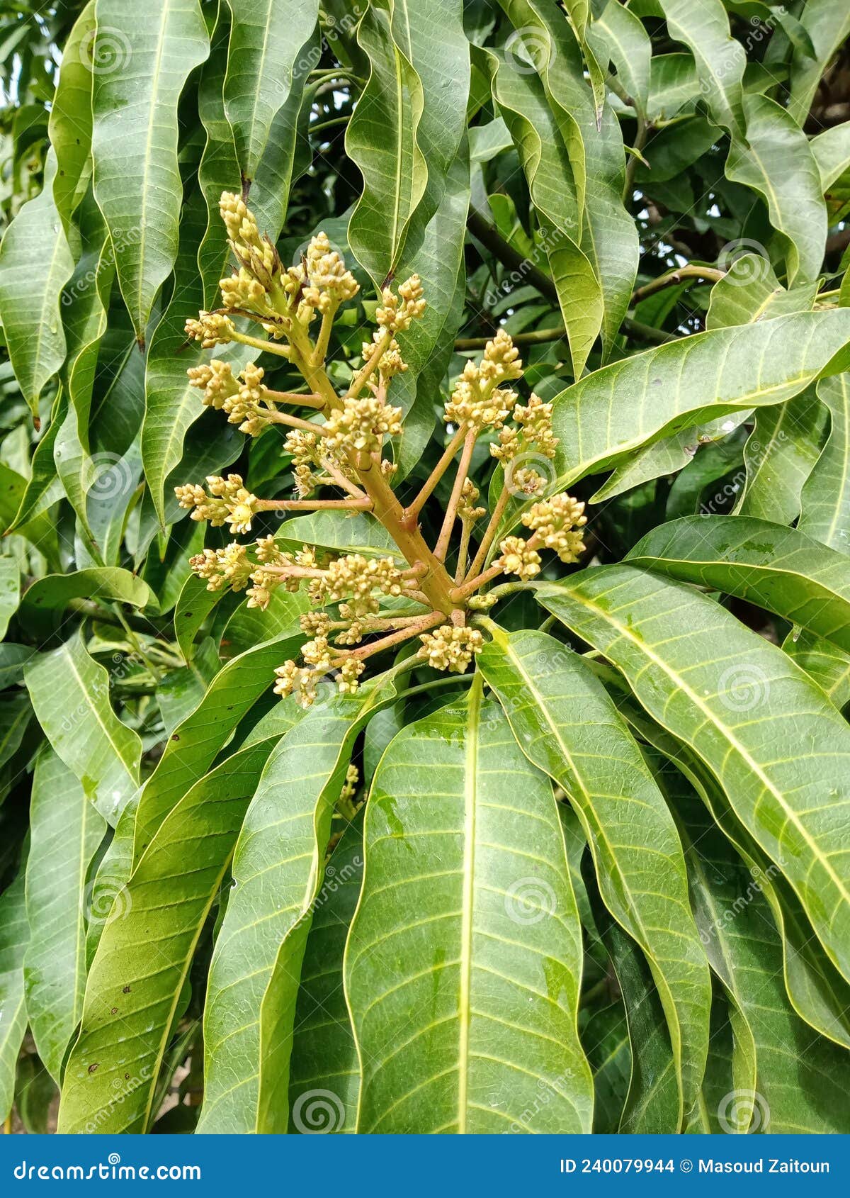 Petition - Save Pinellas County Fruit Trees From Demolition - United States - Ch
