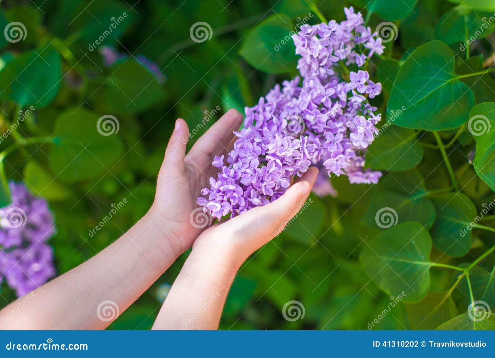 Сирень в руках у девушки