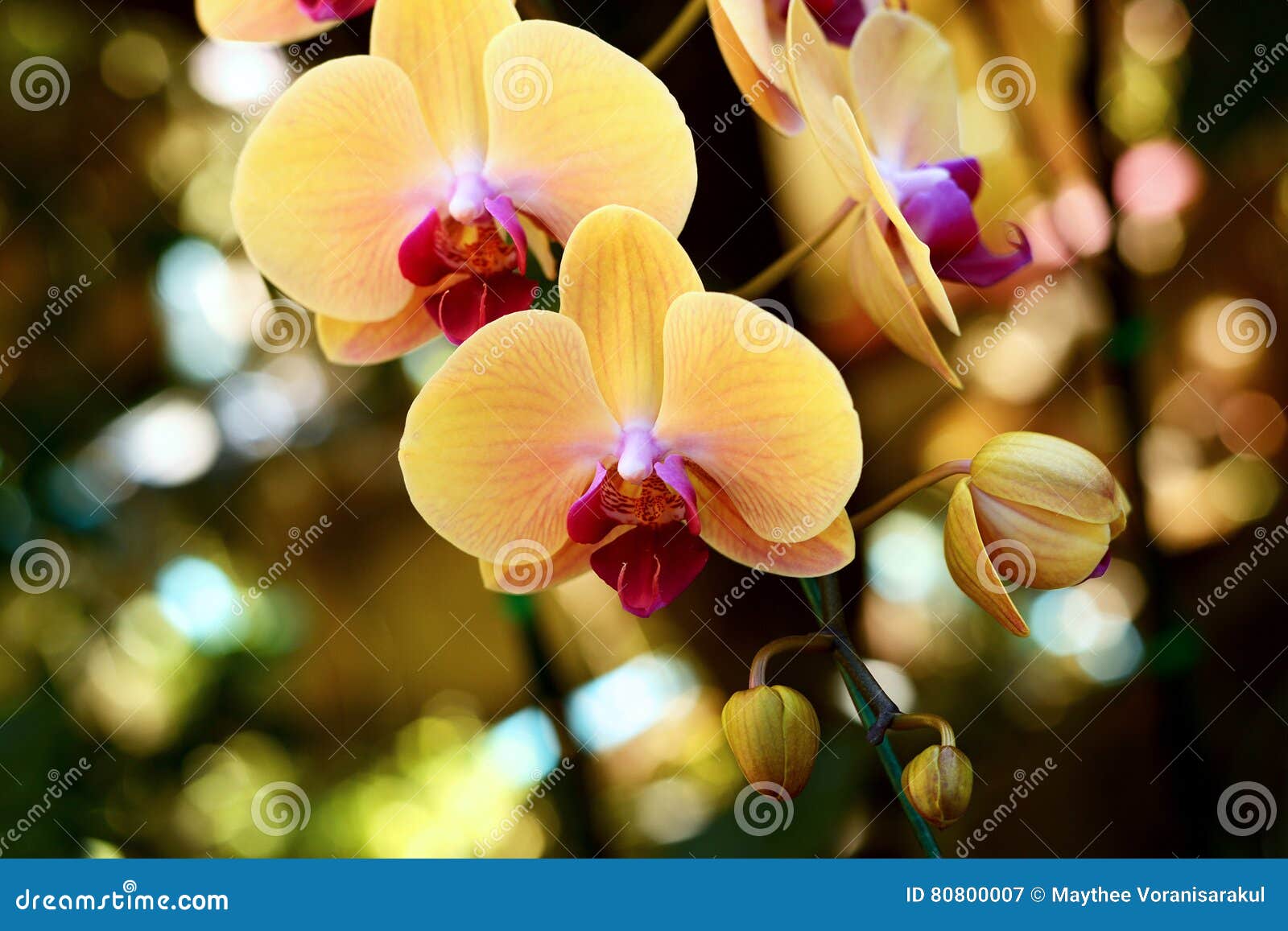 Зеленое Яблоко Орхидея Фото