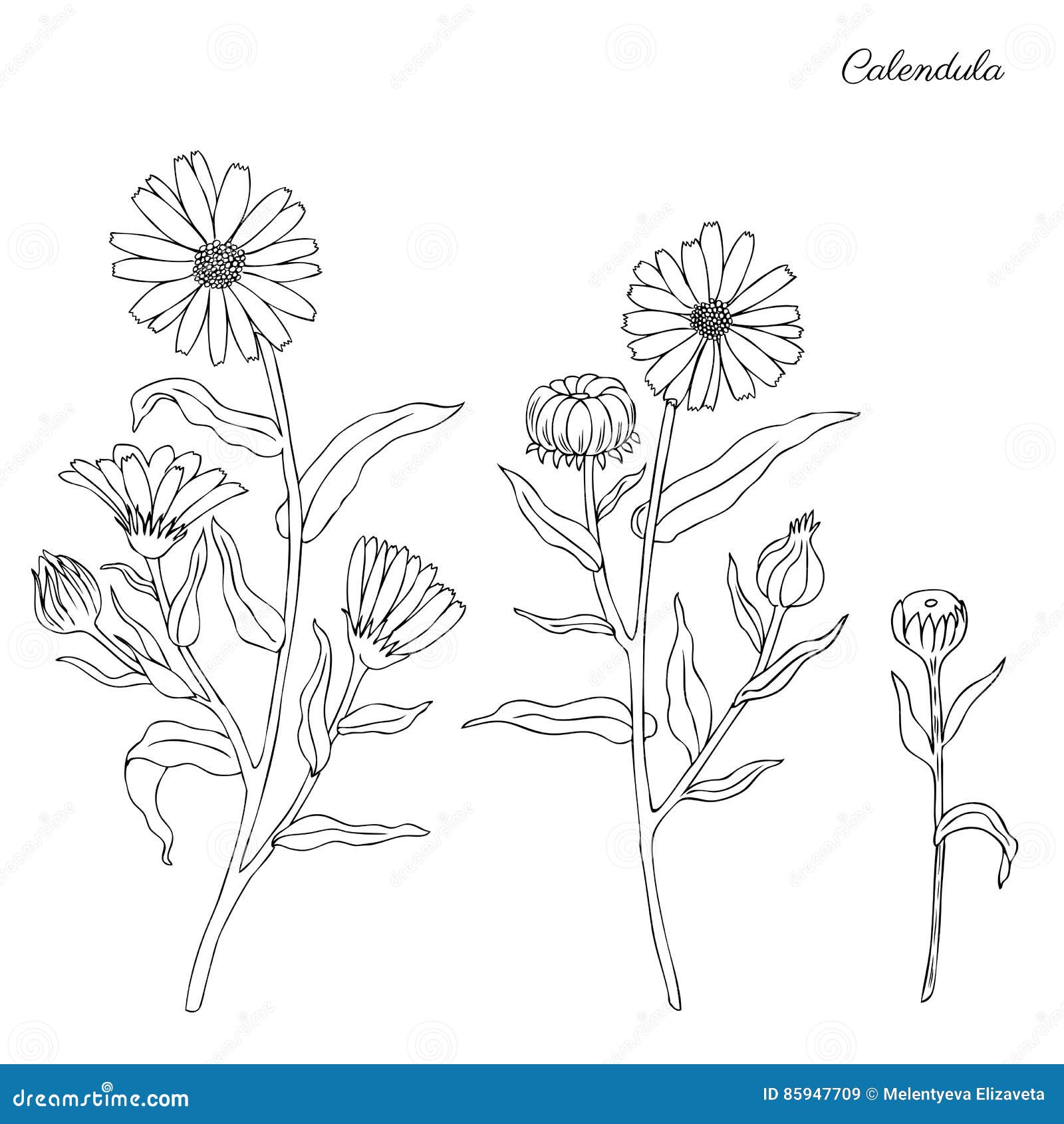 Календула нарисовать