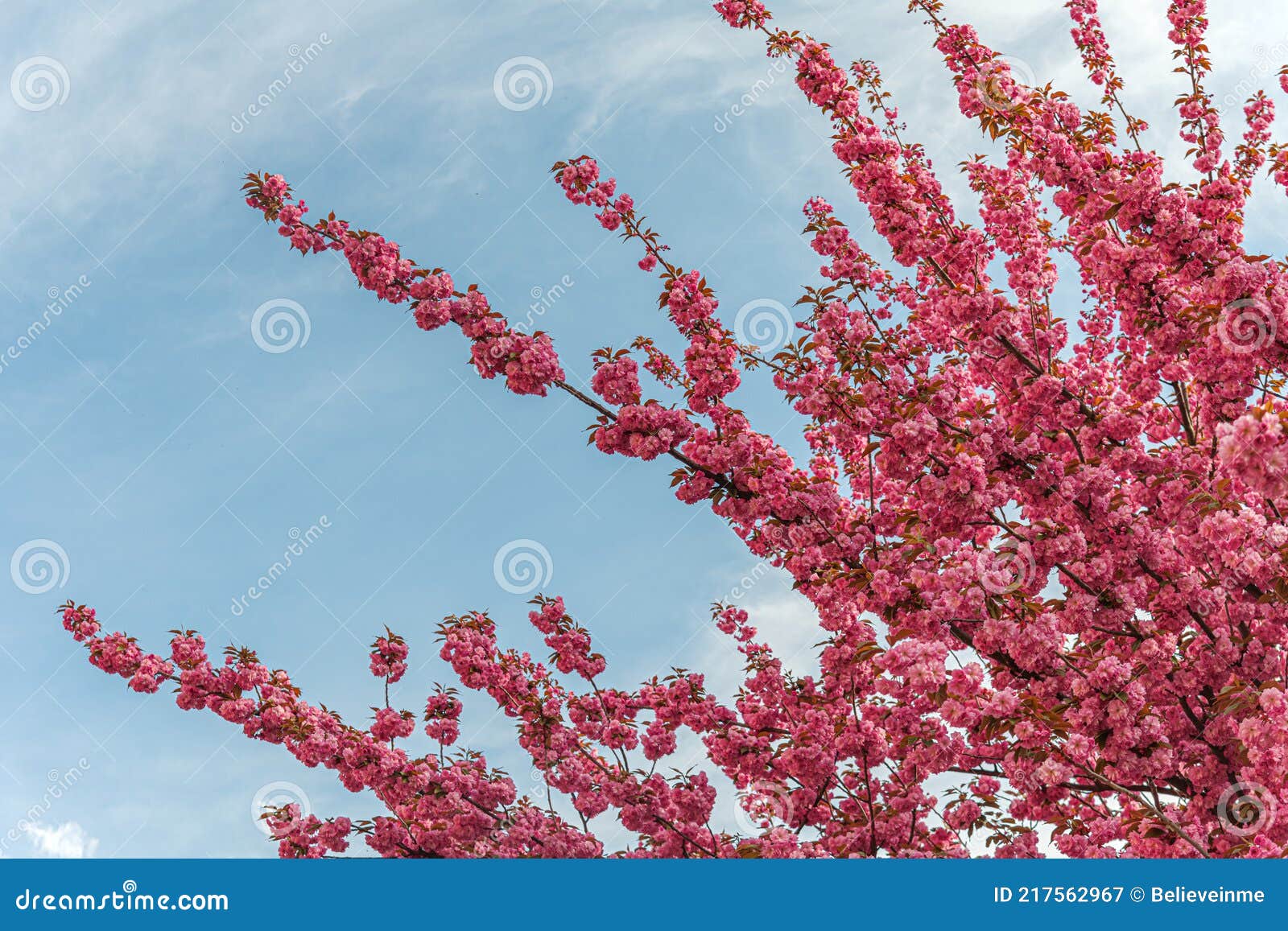 цветущая сакура весной. закрытие японских вишневых цветов. Стоковое  Изображение - изображение насчитывающей цветок, естественно: 217562967