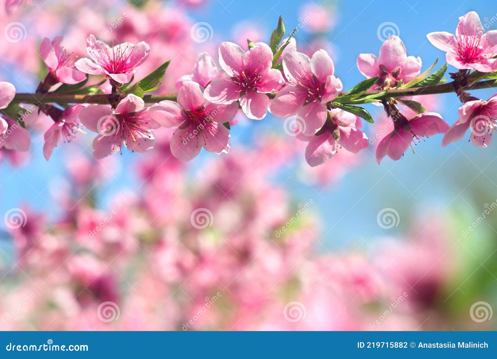 Blooming Sakura