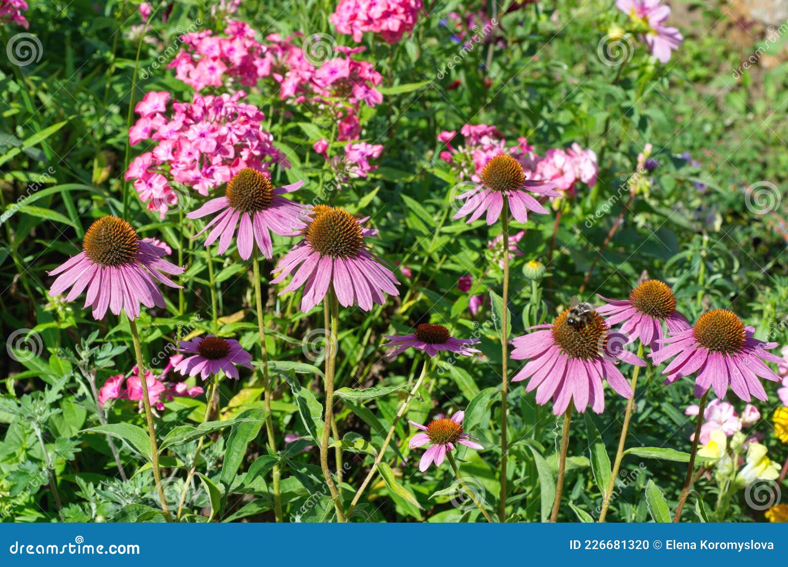 Эхинацея Echinacea Fountain Pink Eye